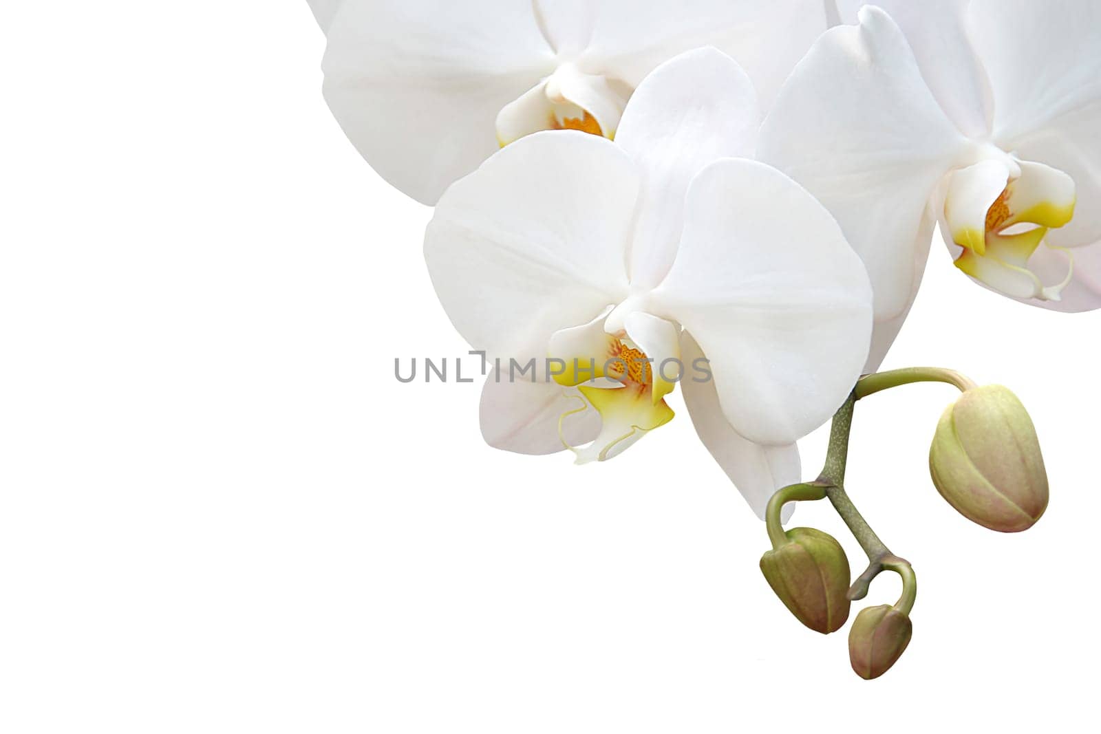 orchid
