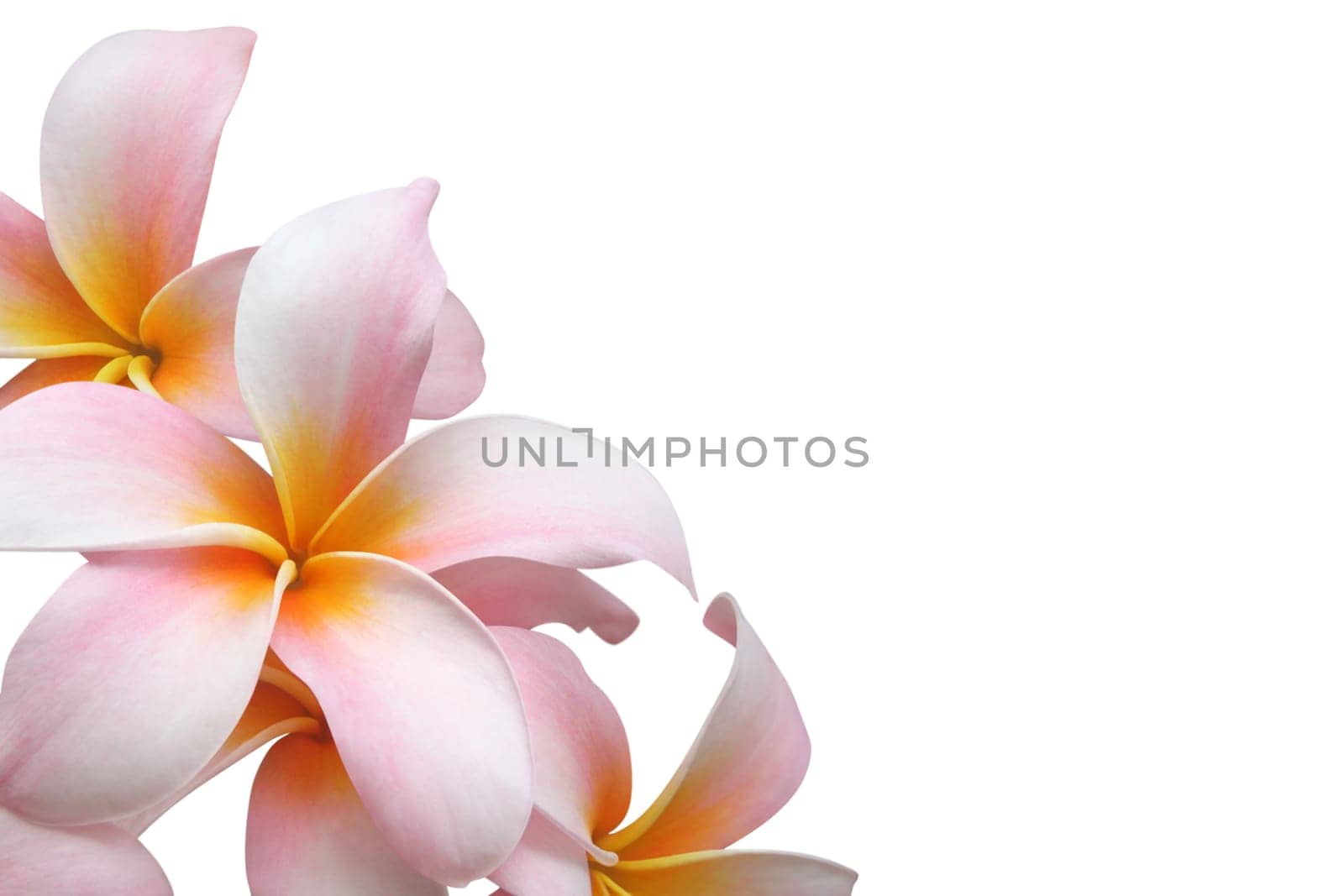 Frangipani flowers - Hawaii flowers