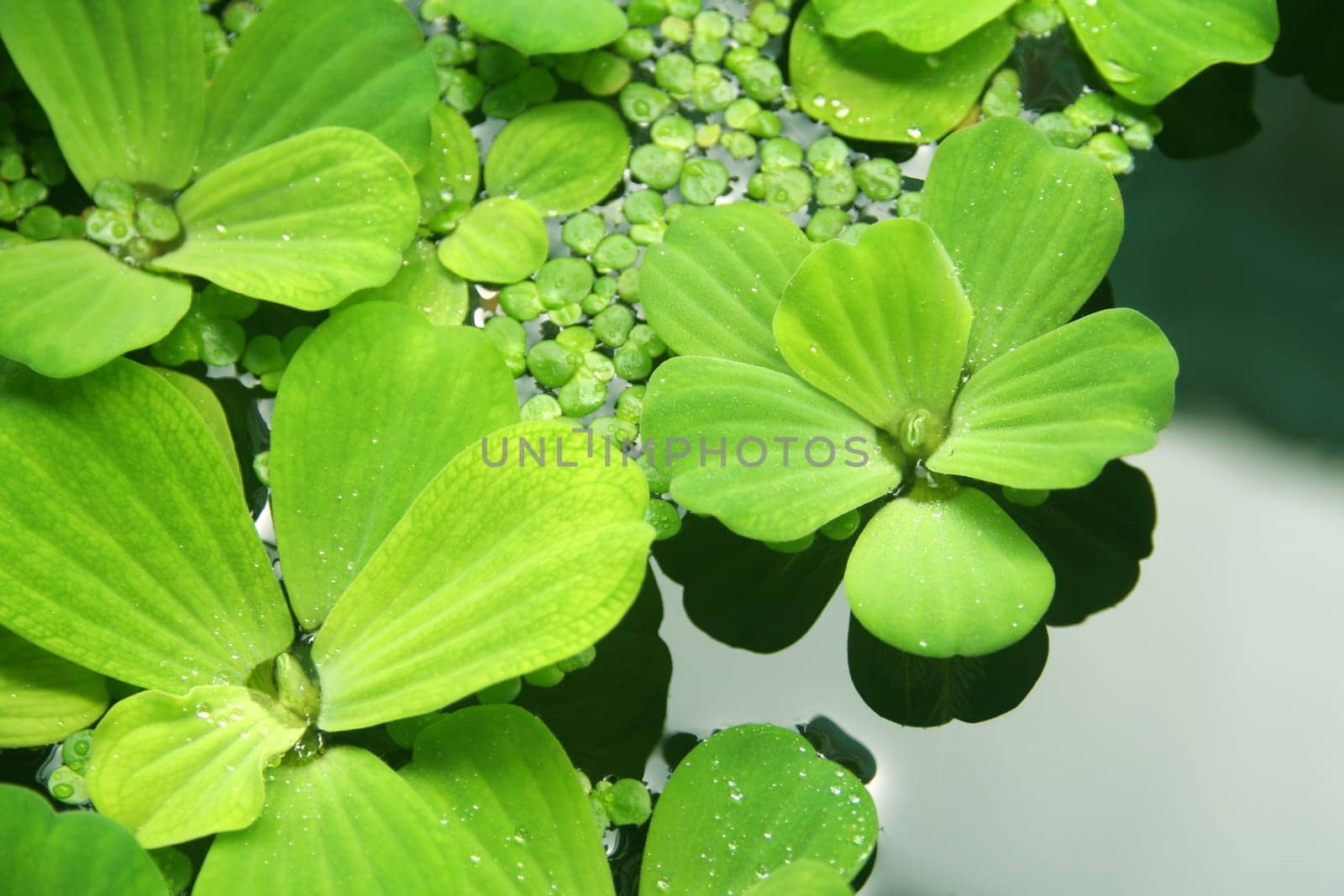 Water plants