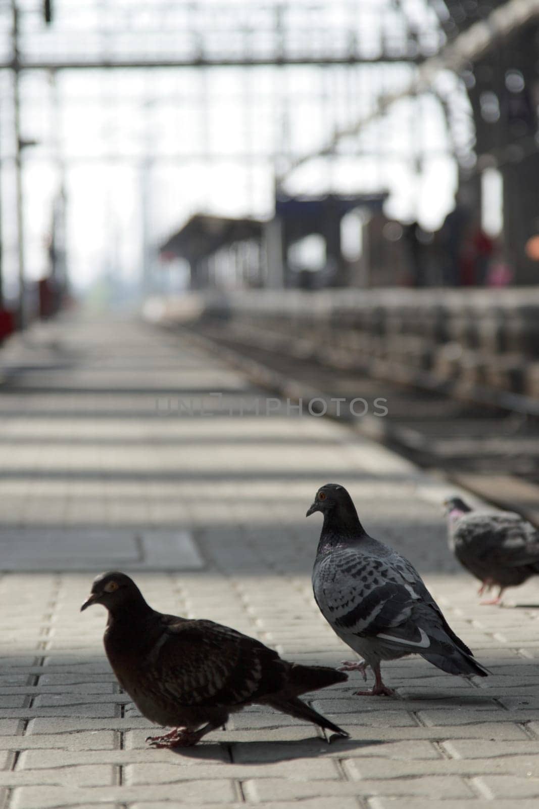Pigeons on the platform