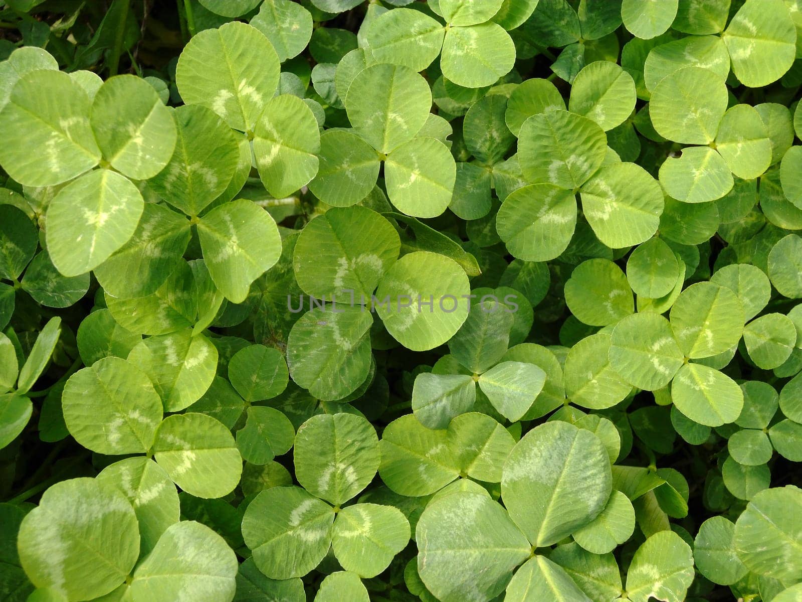 Shamrock 01