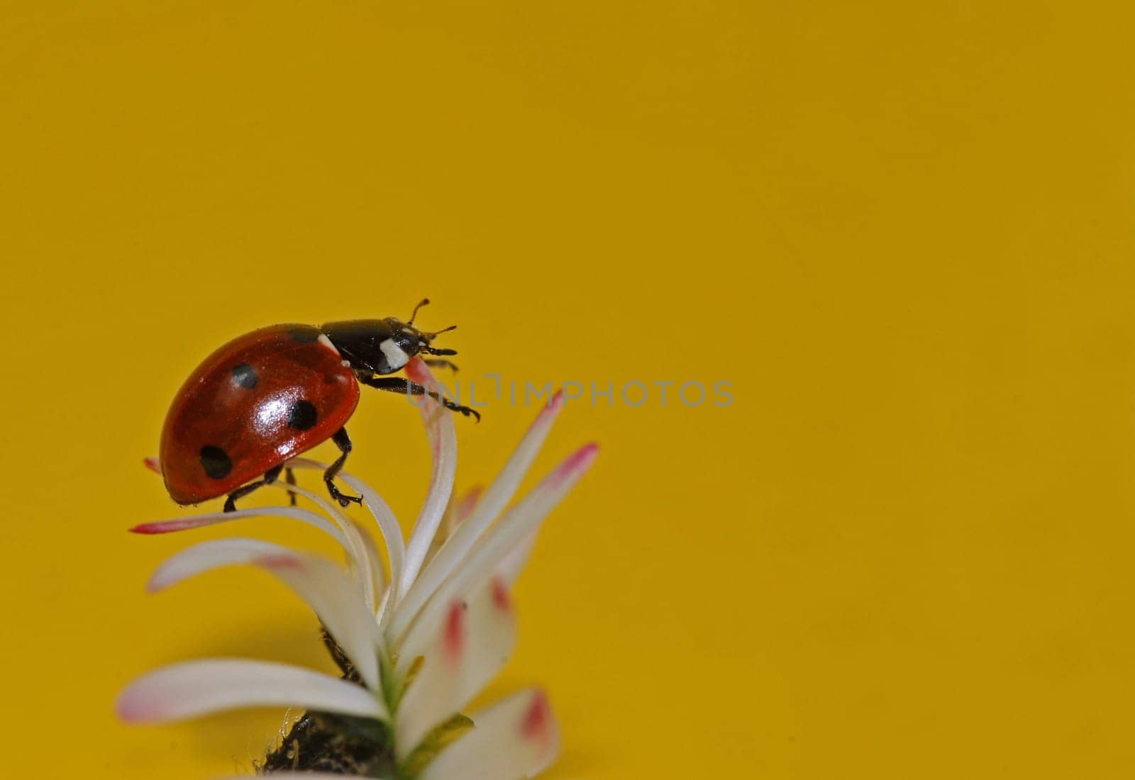 Ladybug