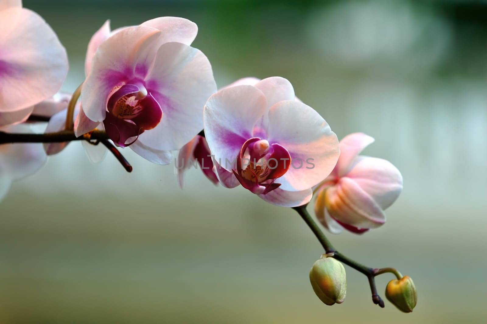 Buds of white orchid