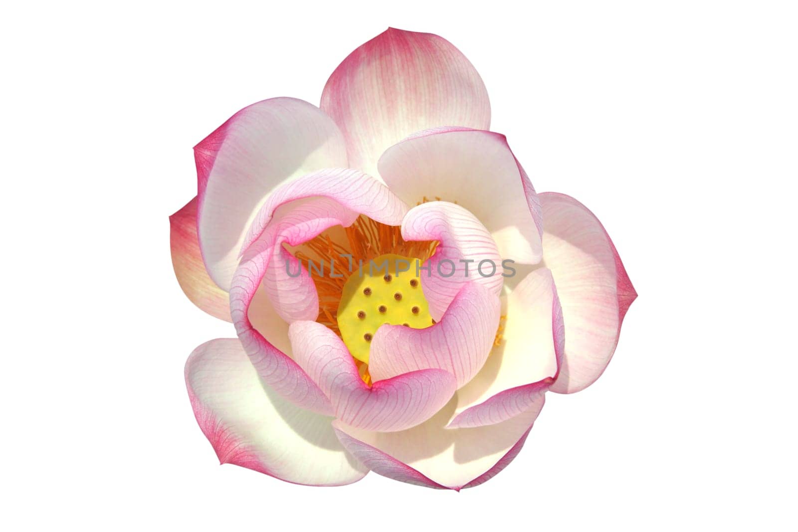 Lotus flower