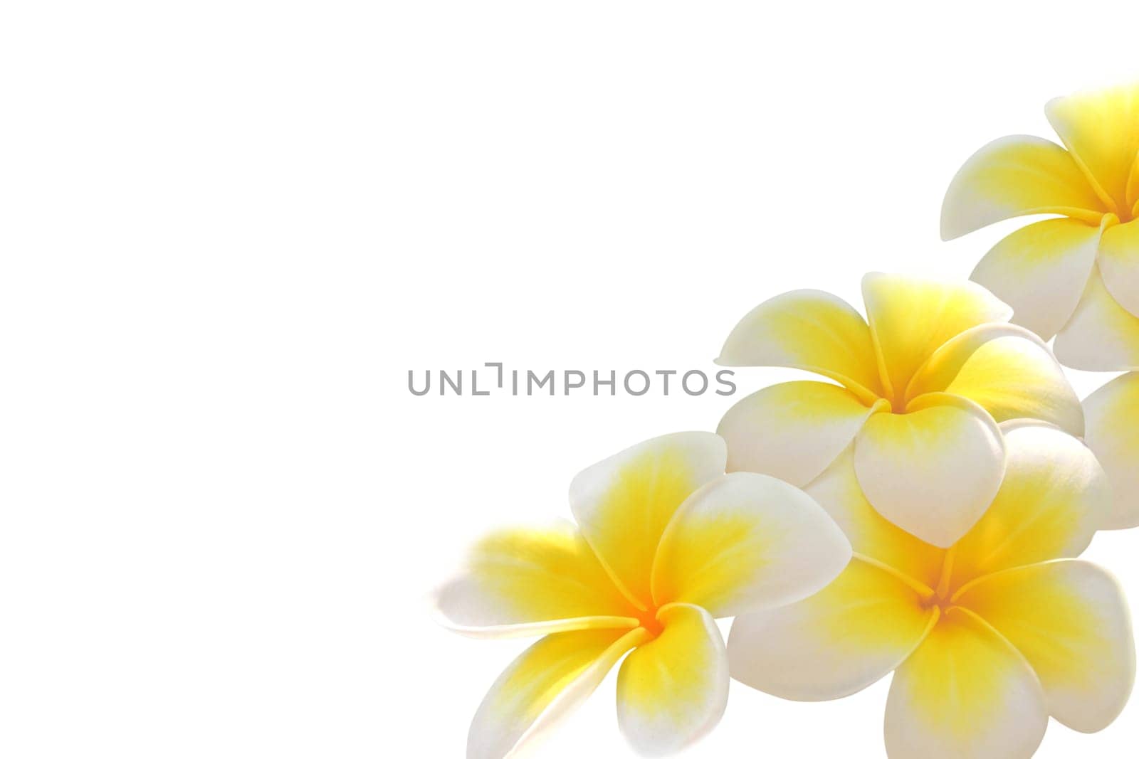 Frangipani - tropical hawaiian flower