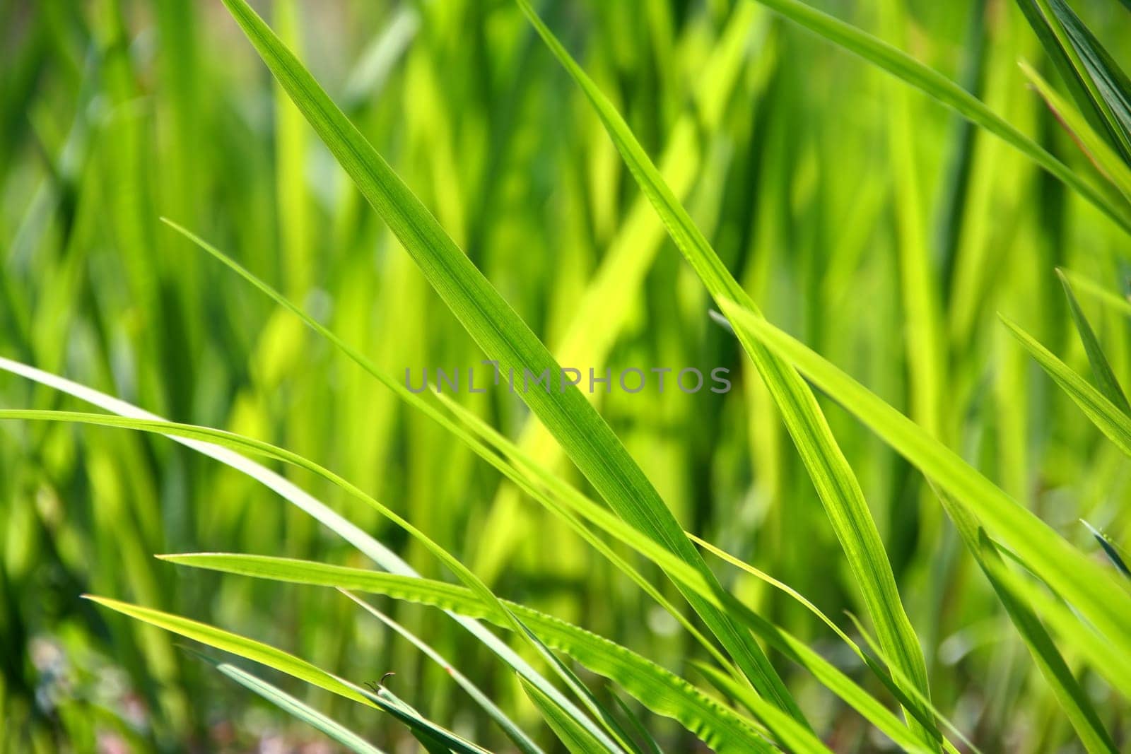 Grass