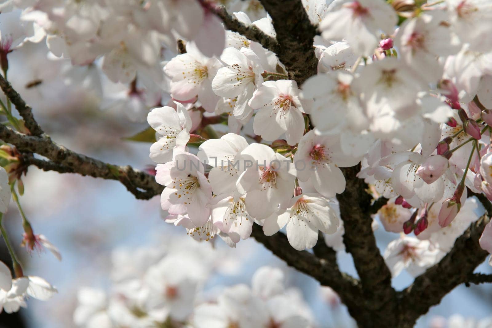 Cherry blossom