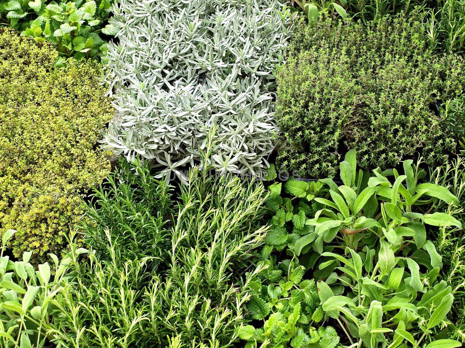 fresh herbs
