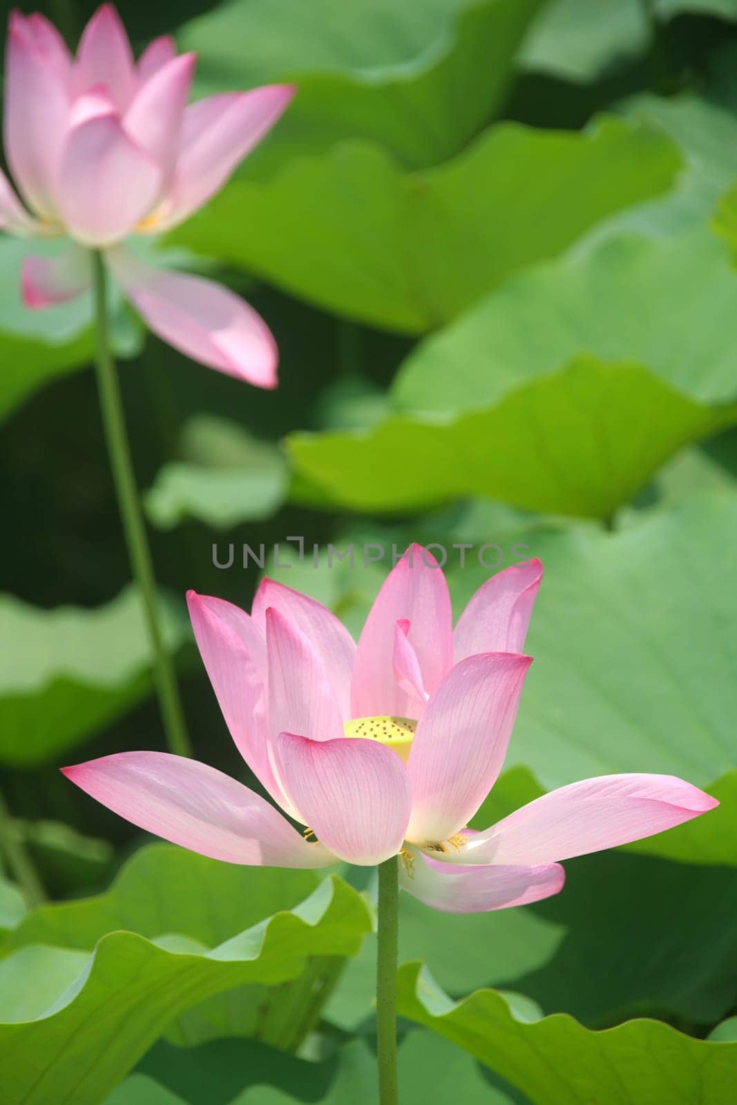 Lotus flower