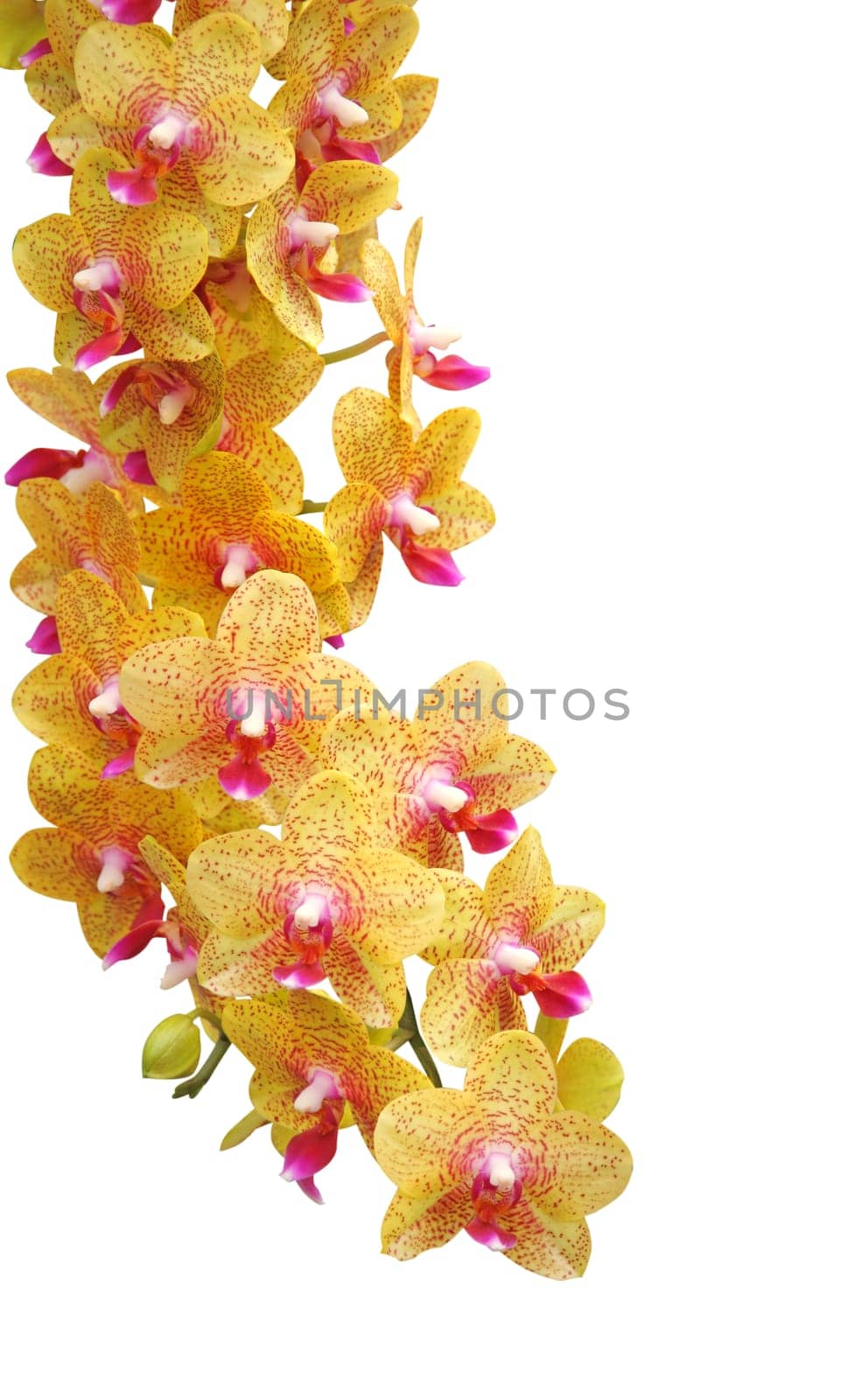 Orchid