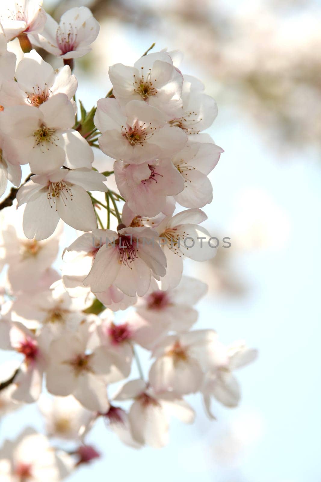Cherry blossom