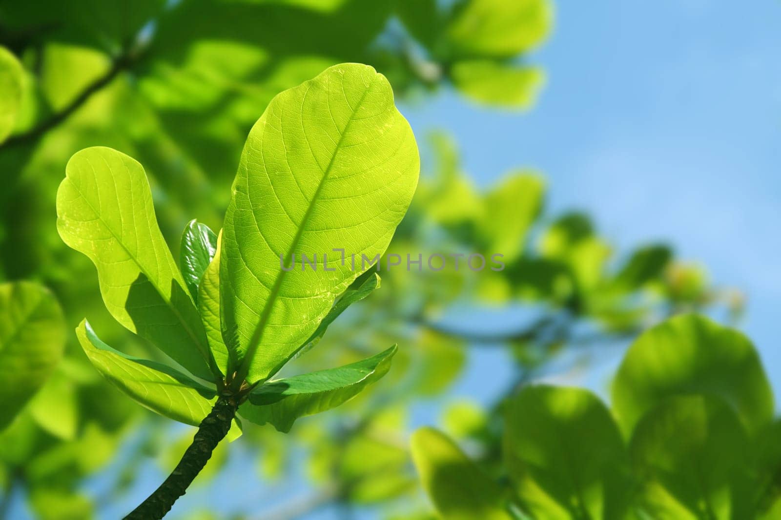 new leaf