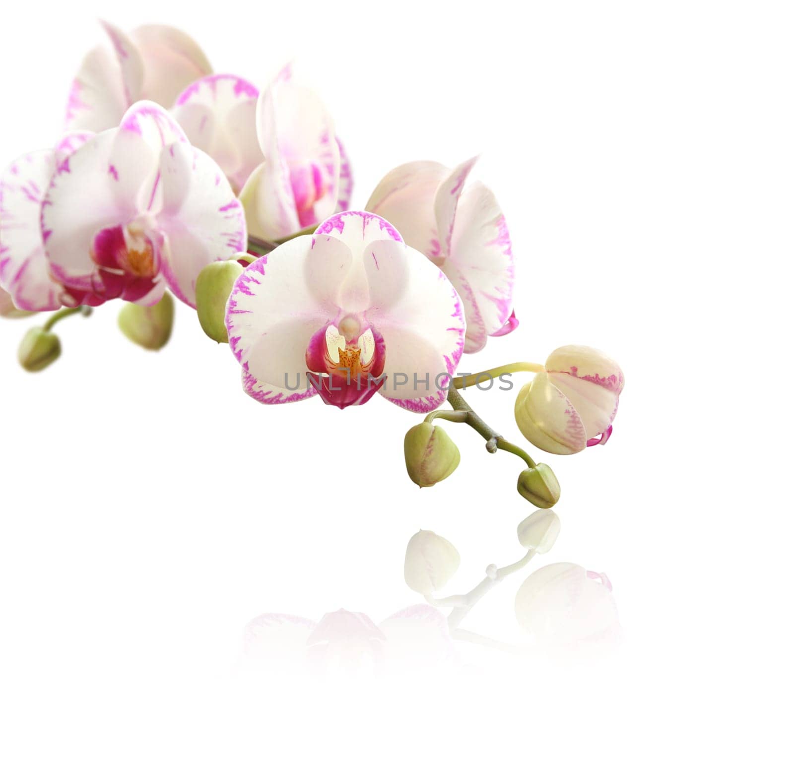 orchid