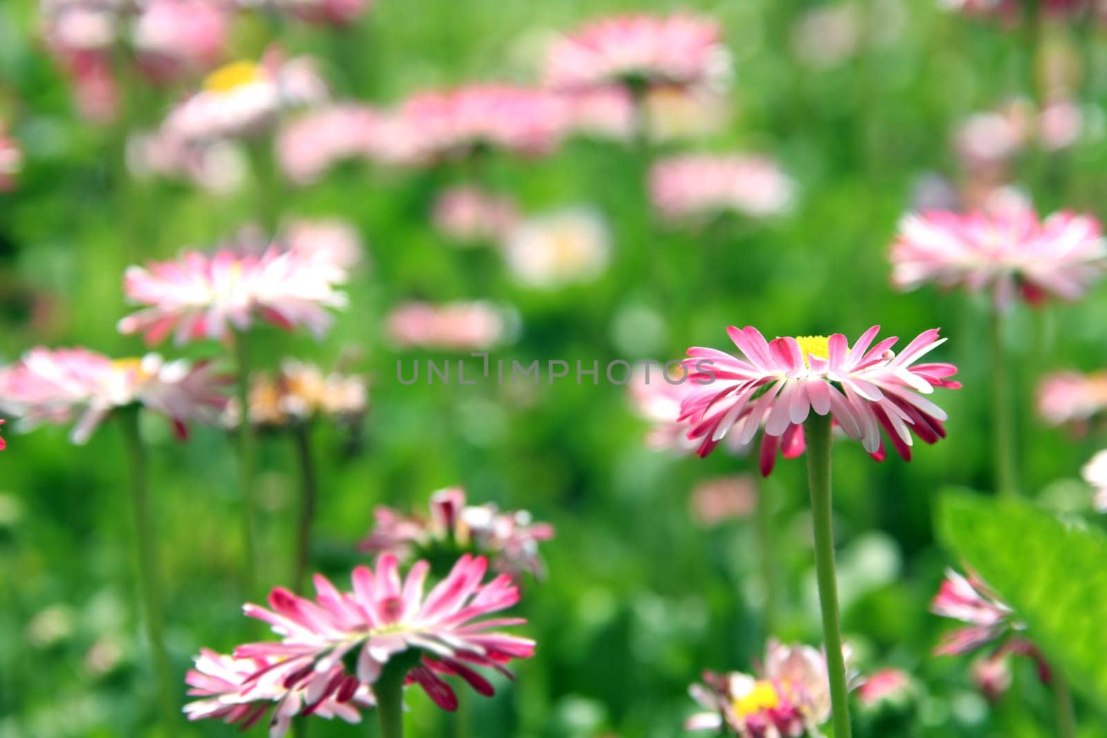 Flower field