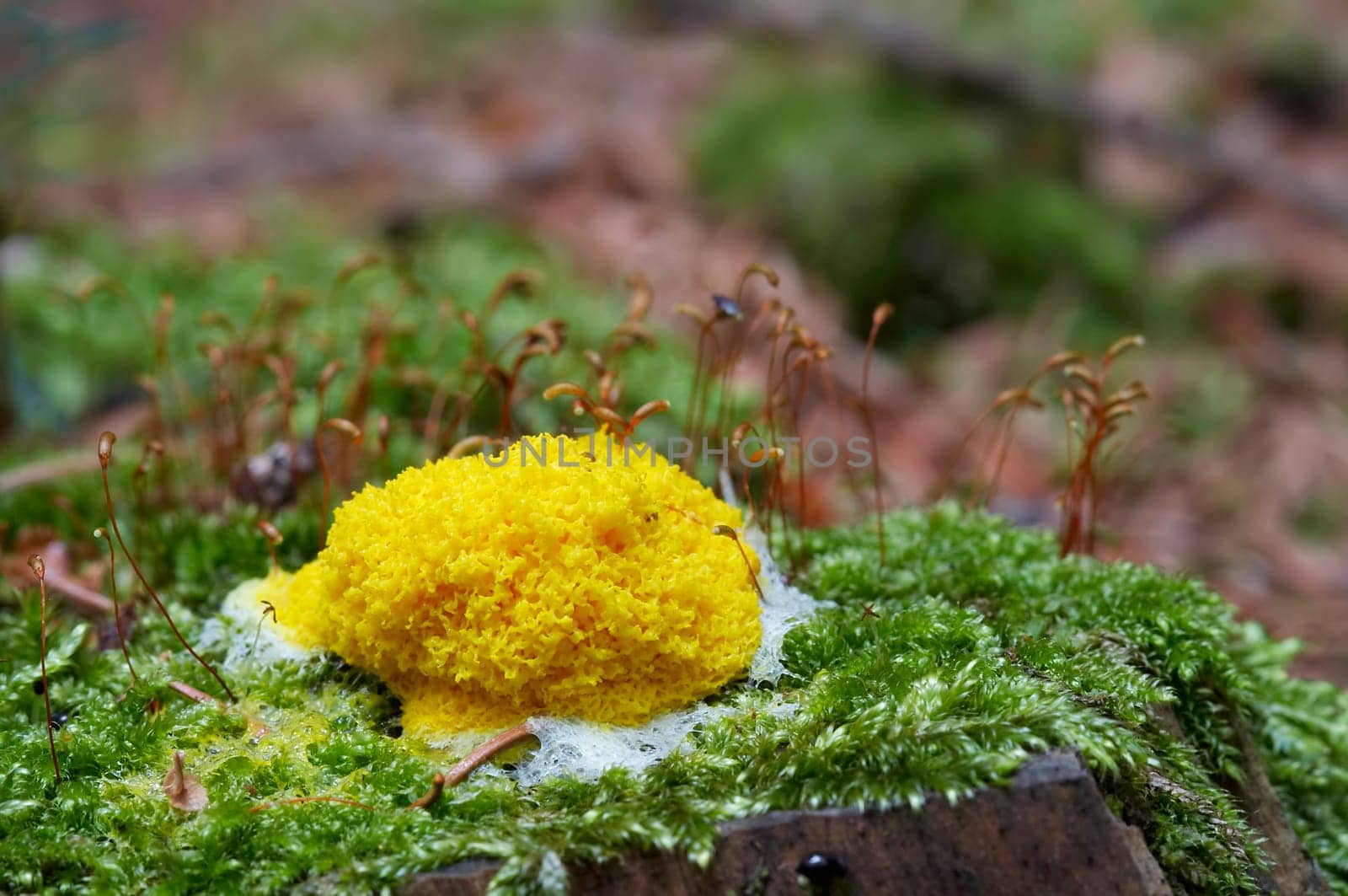 slime mould