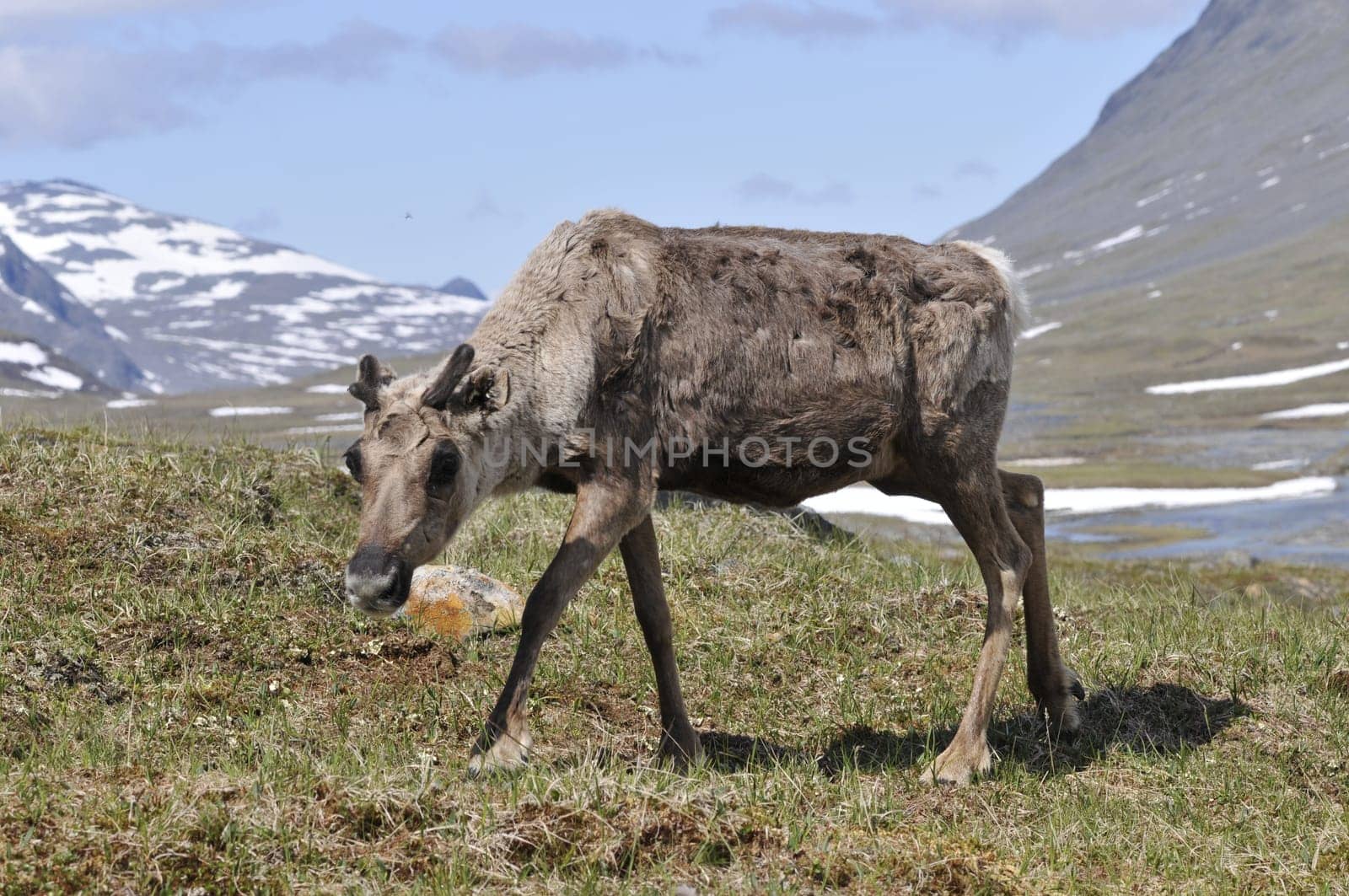 Reindeer in Sarek National Park