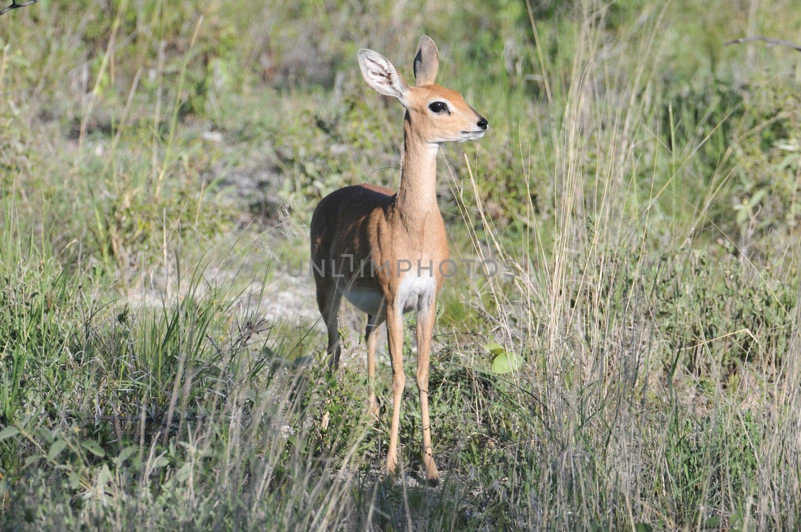 African Capricorn Etosha