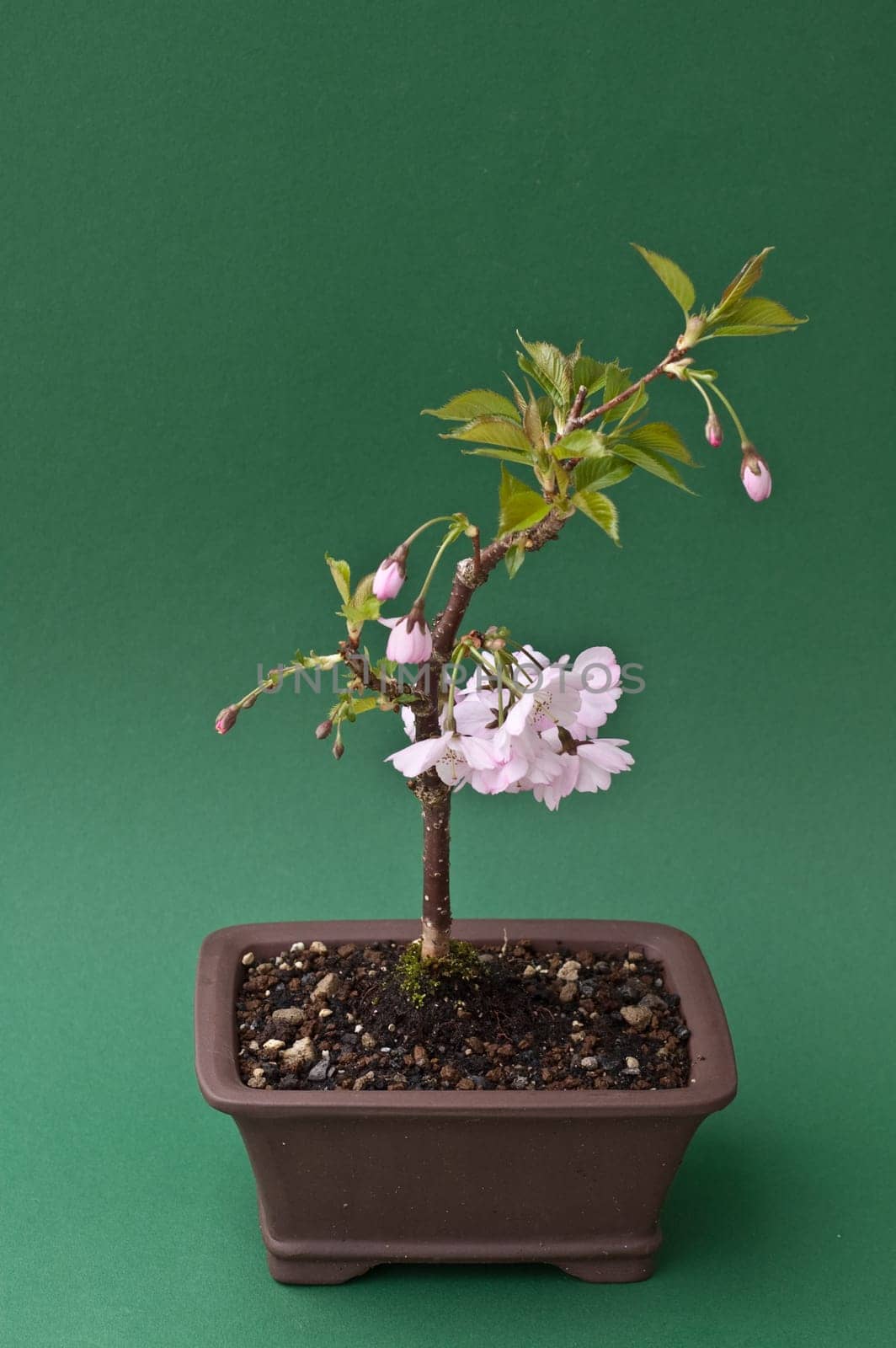 Flowering Bonsai Ornamental Cherry (Prunus...)