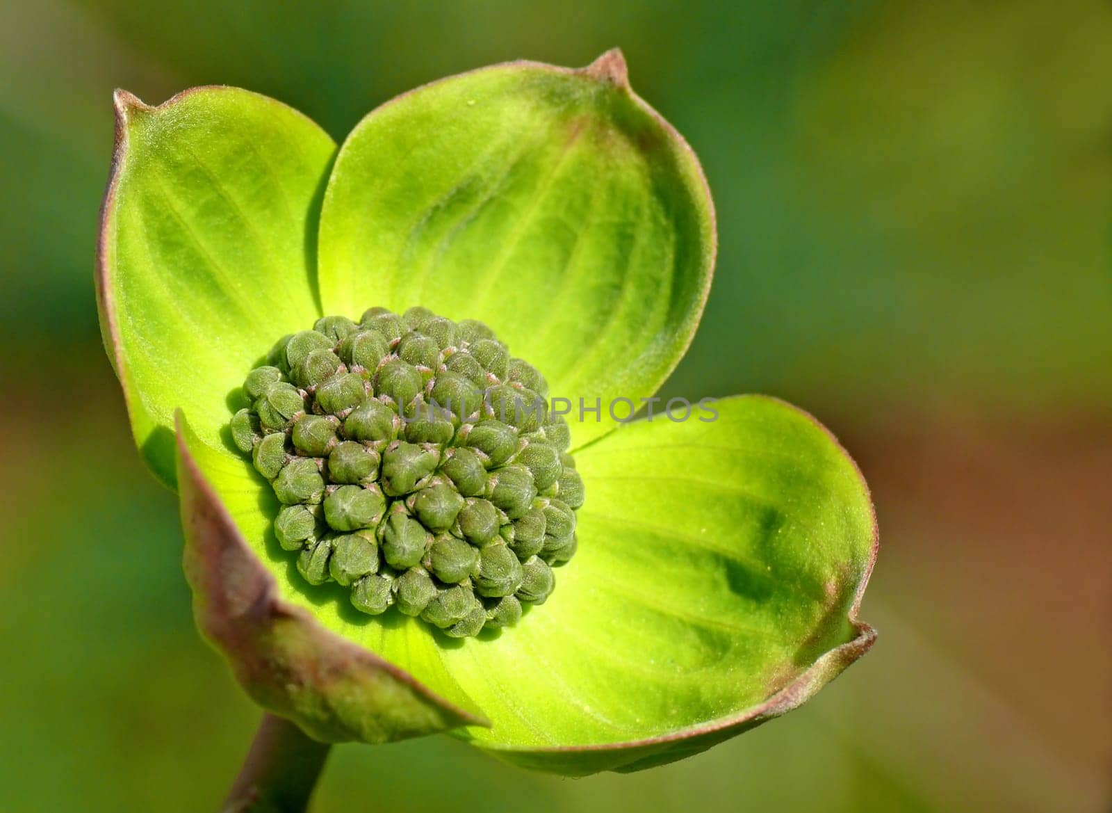 Nuttall's Flower Dogwood or Pacific Flower Dogwood: The inflorescence consists of numerous tiny individual flowers (here still as buds),which are grouped together in a spherical umbel and surrounded by conspicuous bracts.