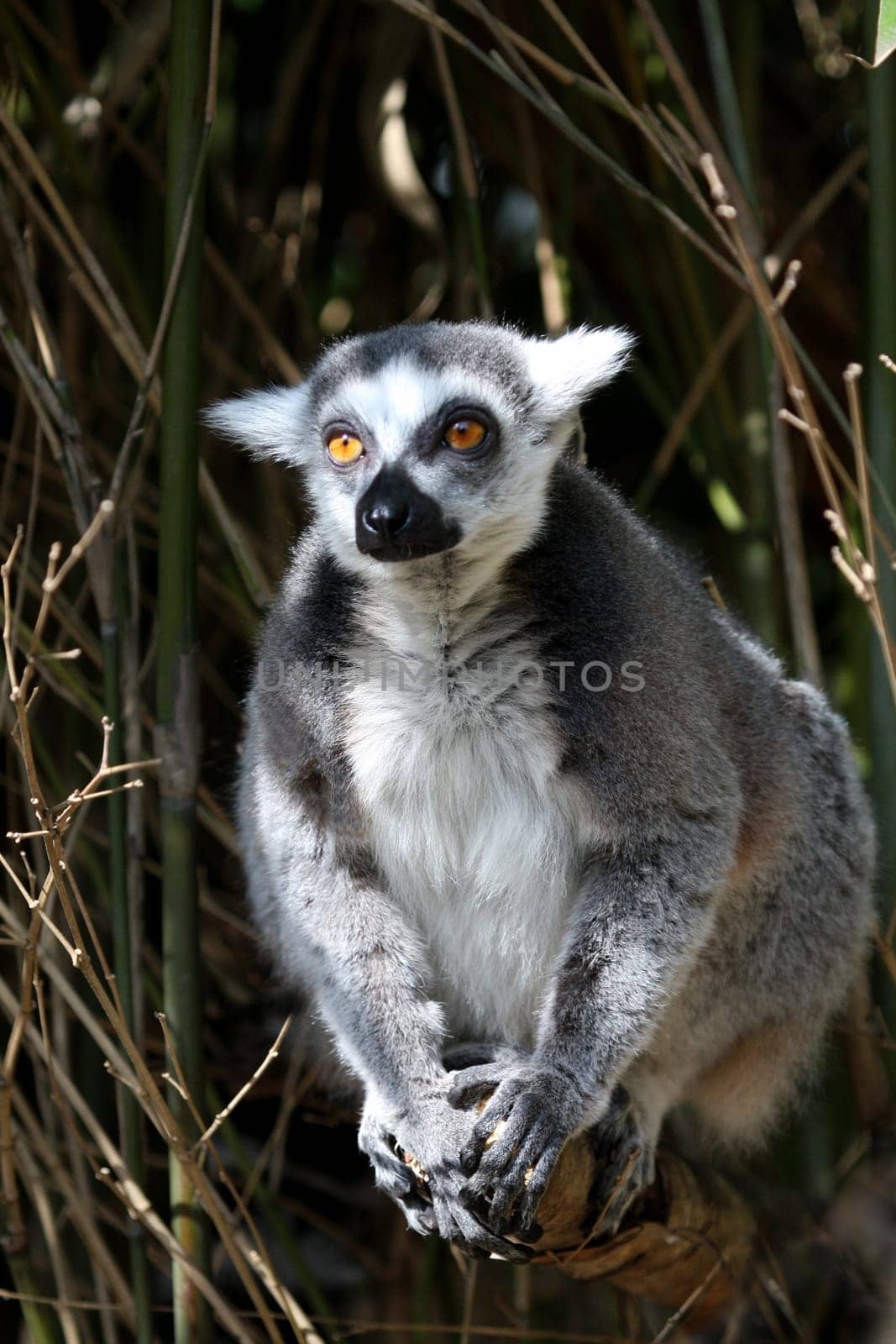 Ring-tailed lemur