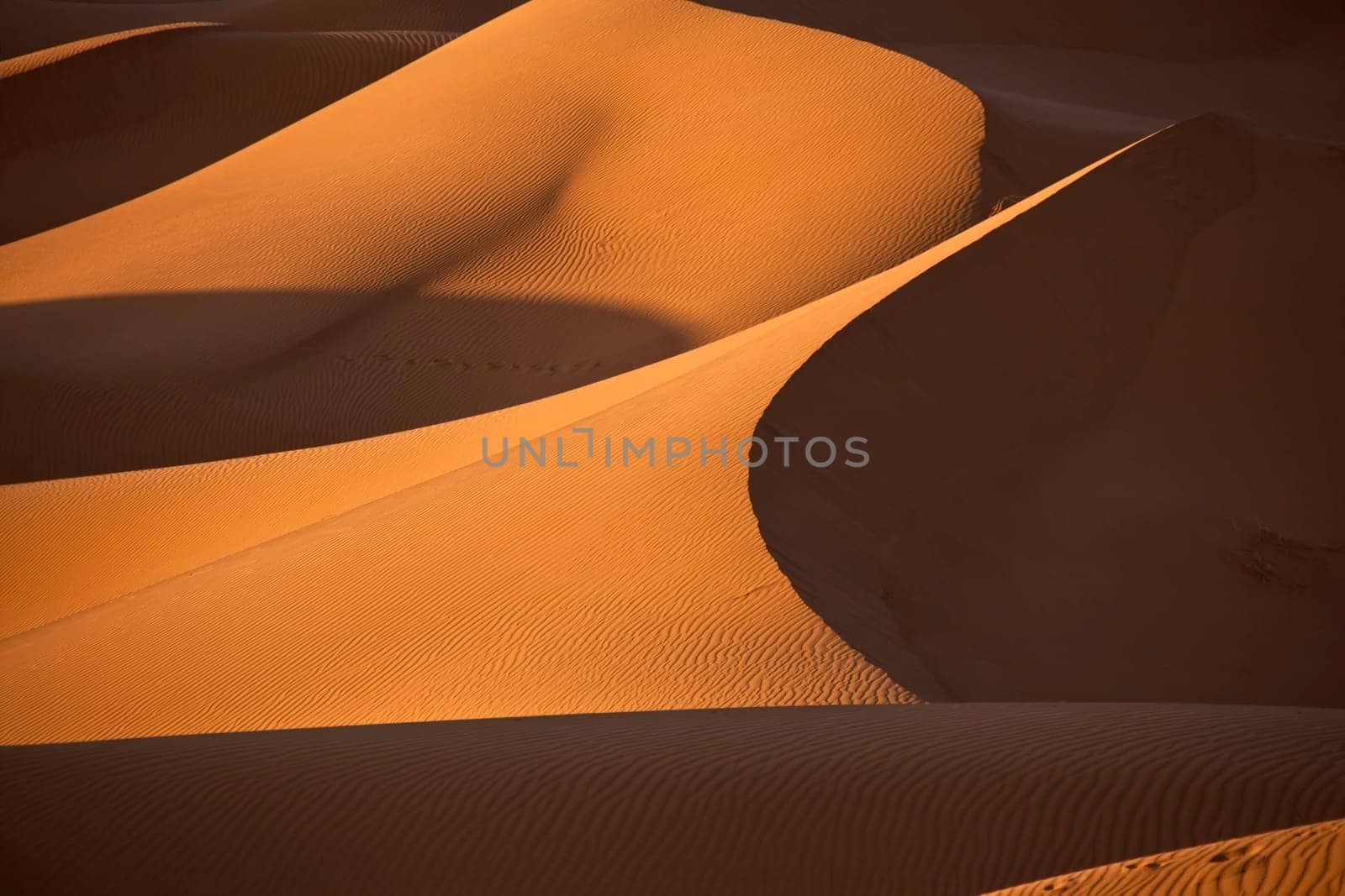 Sahara desert dunes in evening sunlight