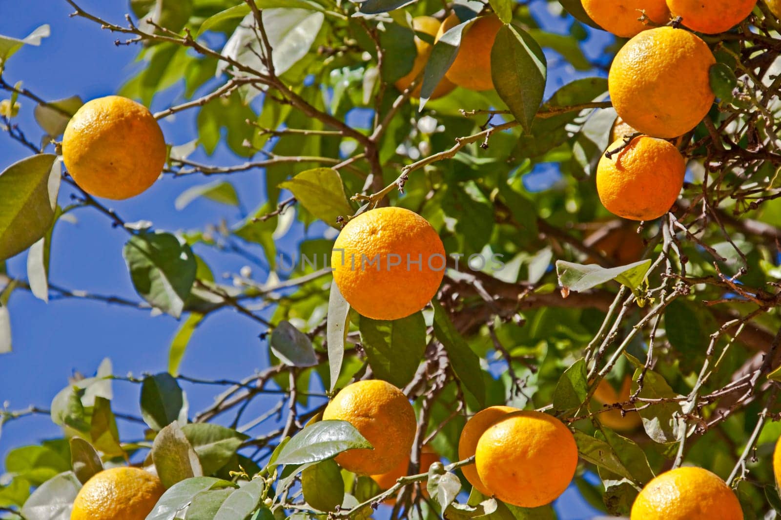ripe oranges on tree with blue sky