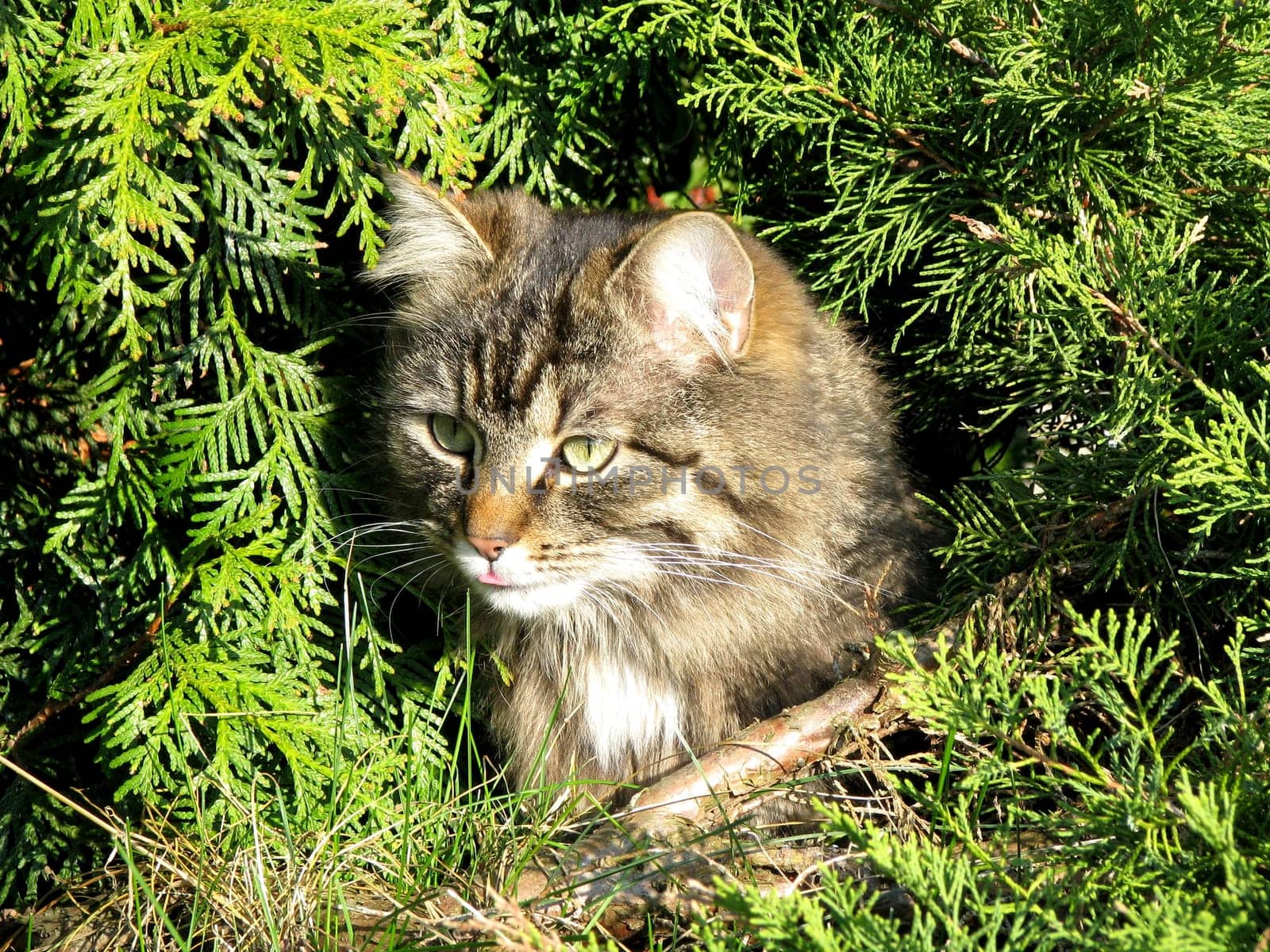 Cat in the garden