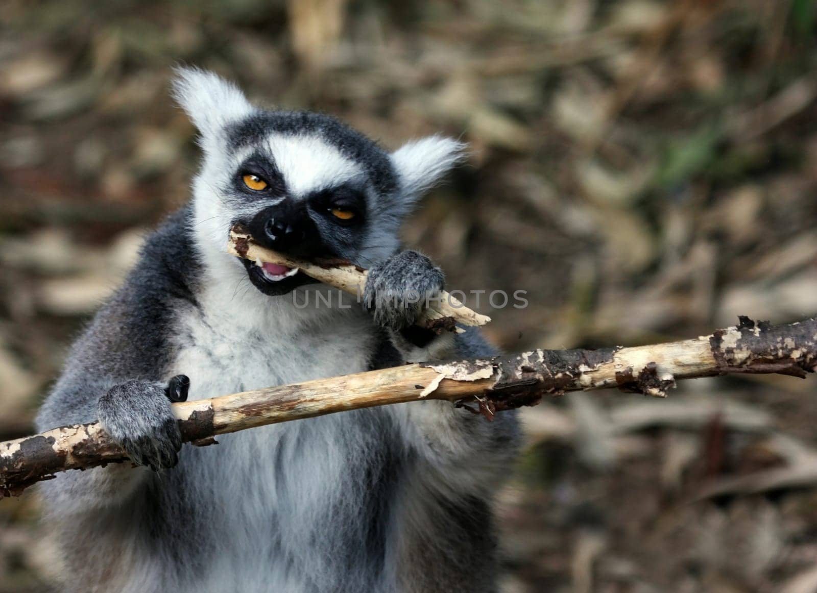 Ring-tailed lemur
