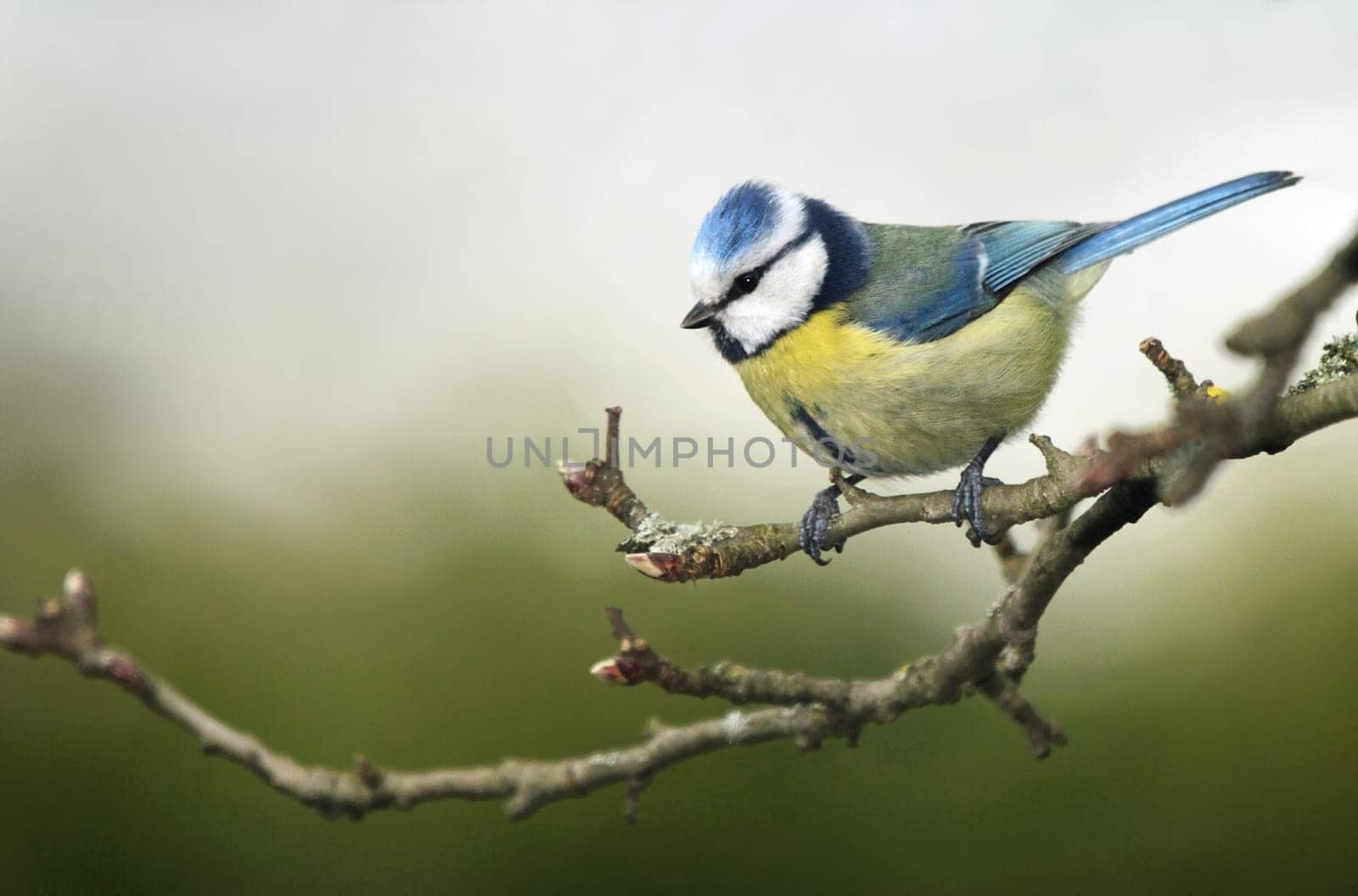 Blue,parus caeruleus