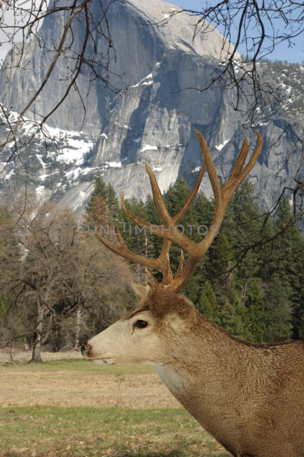 Buck