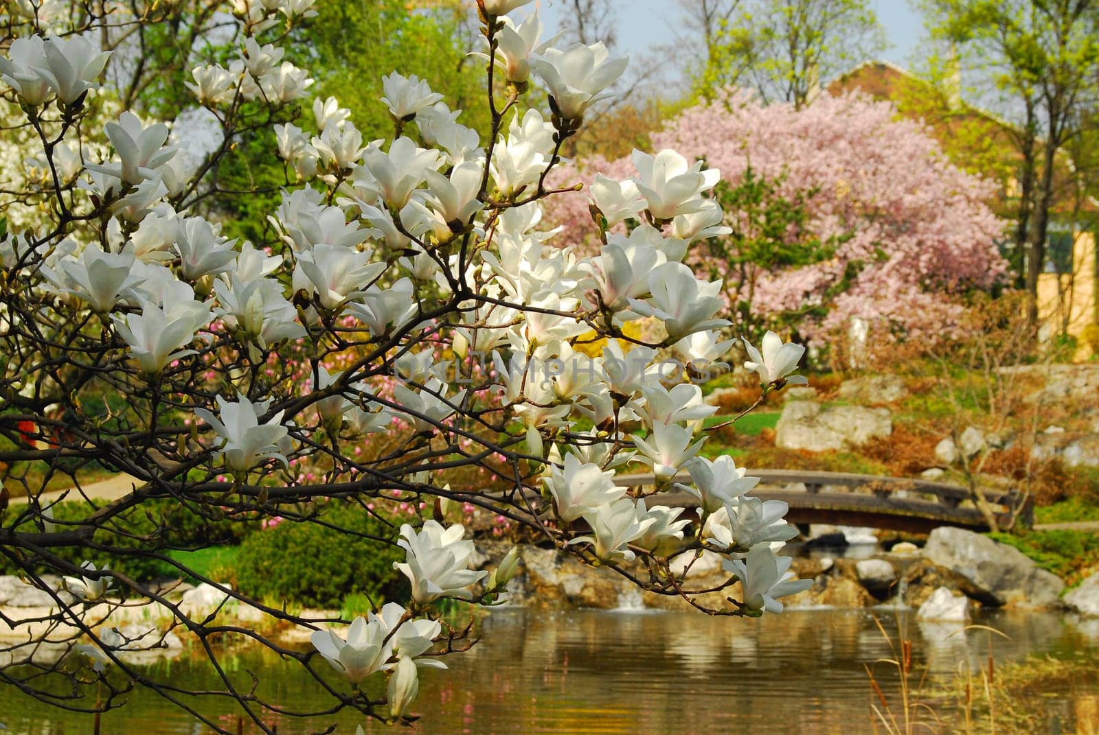Magnolia Blossom