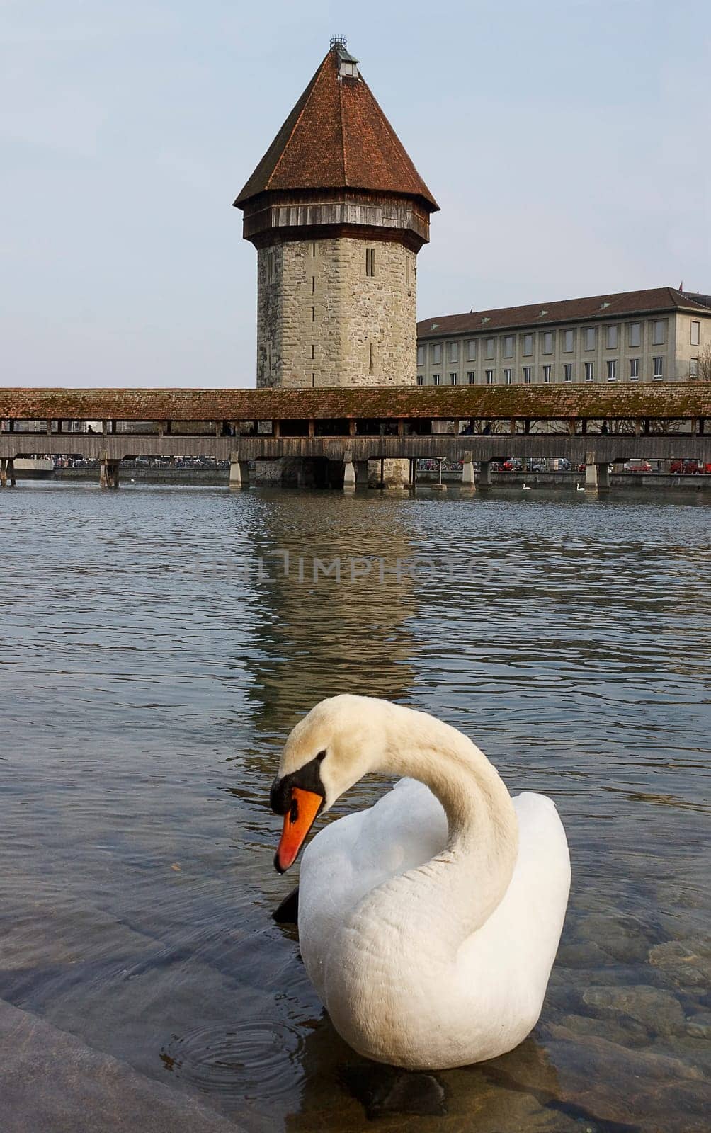 Lucerne,swan in front of Kapellbr&amp #65533 with water