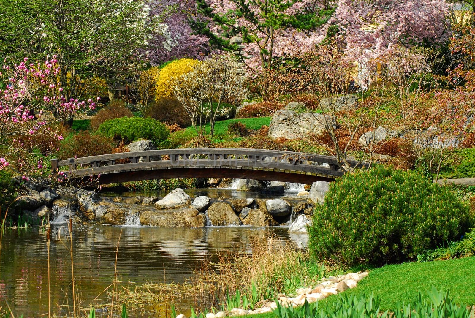 The wooden bridge in spring