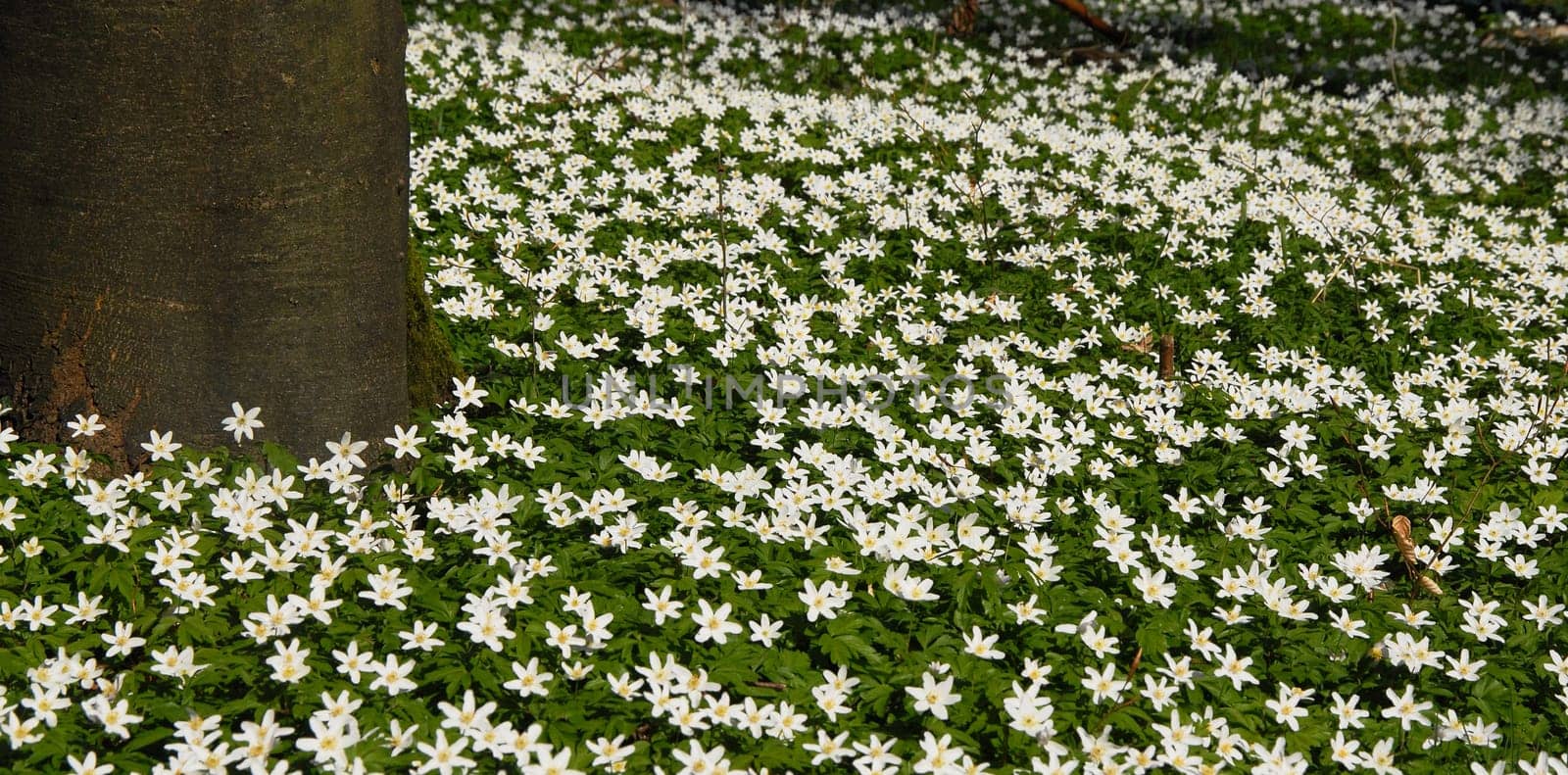 On the forest floor