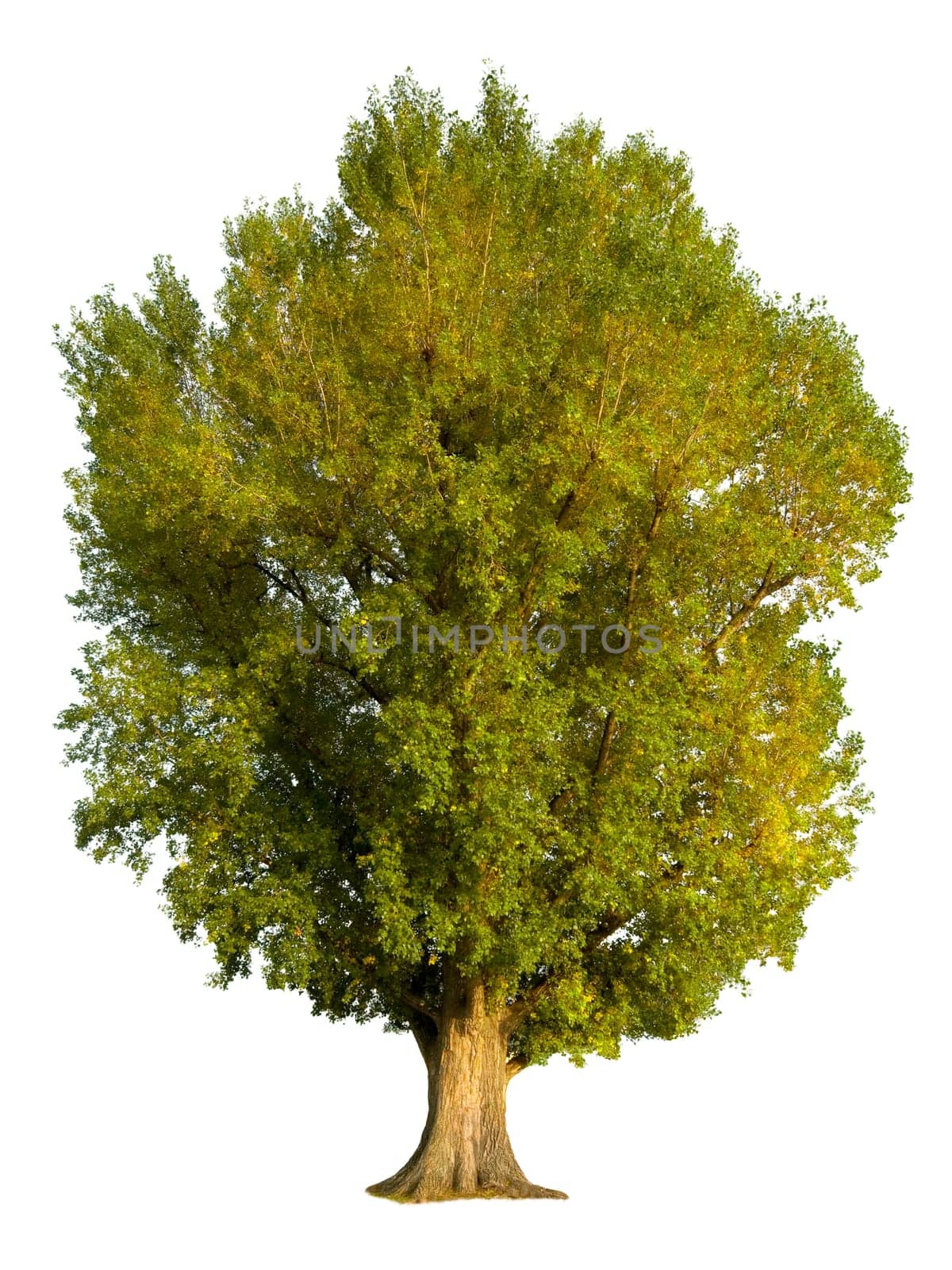 Poplar isolated on white
