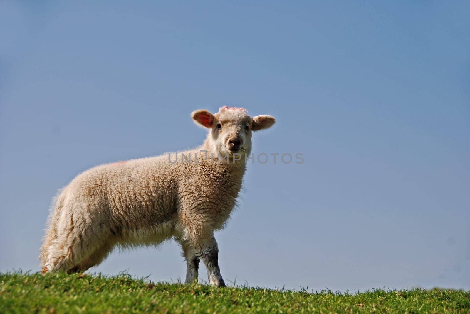 Lamb