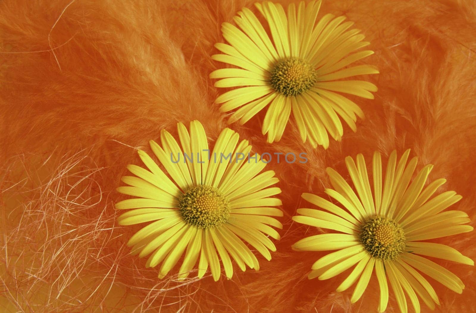 Doronicum orientale yellow blossom with feathers