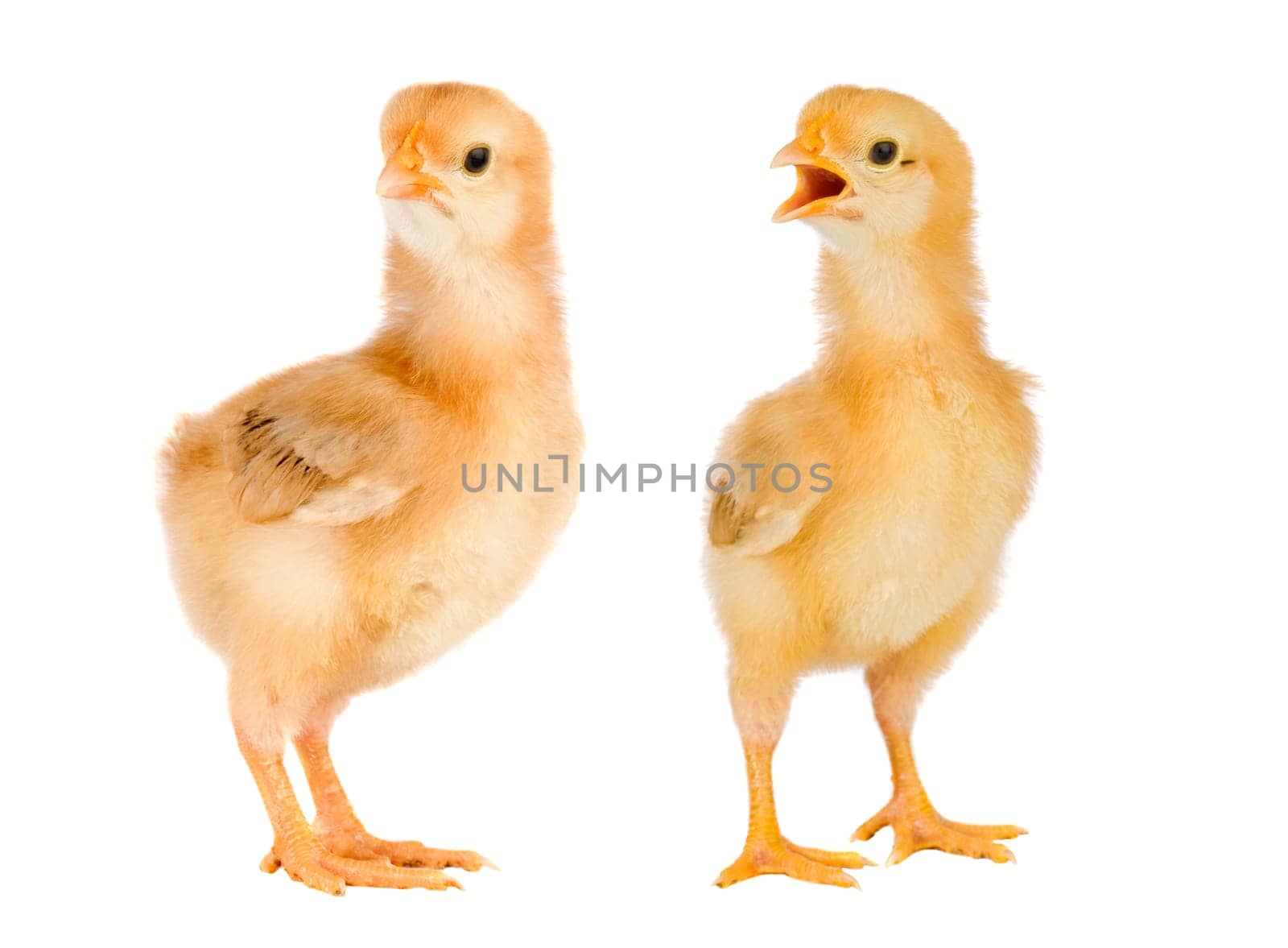 Two yellow little chickens