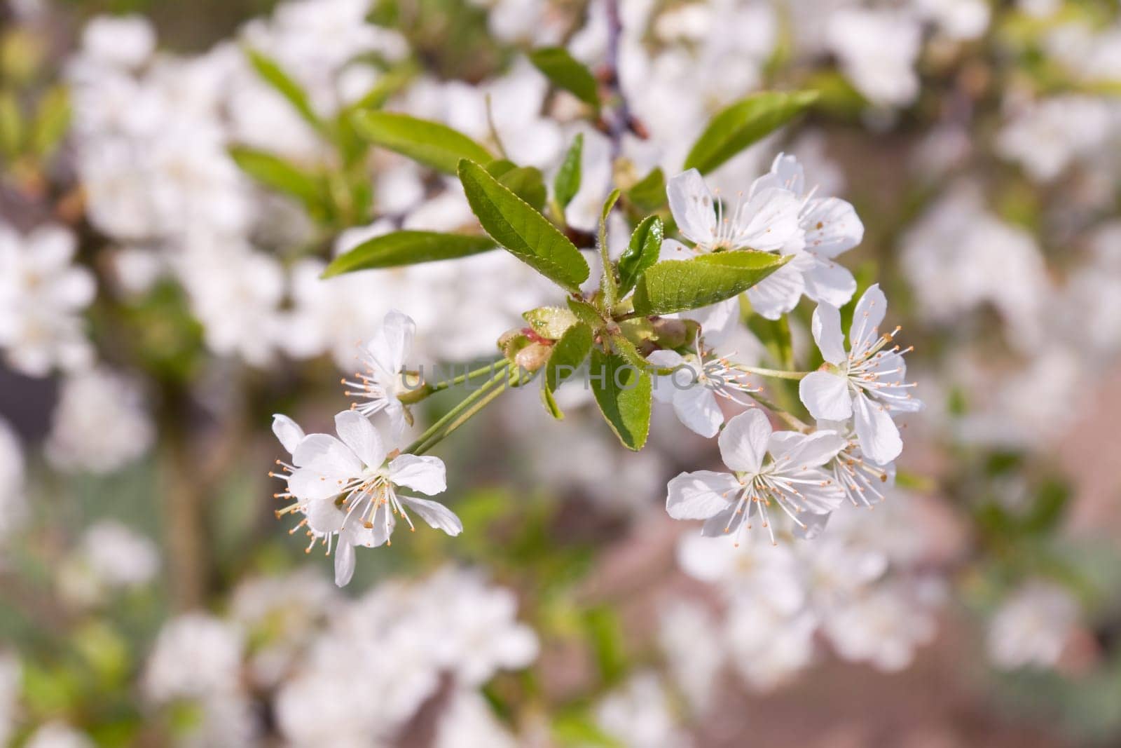 Cherry blossoms in spring