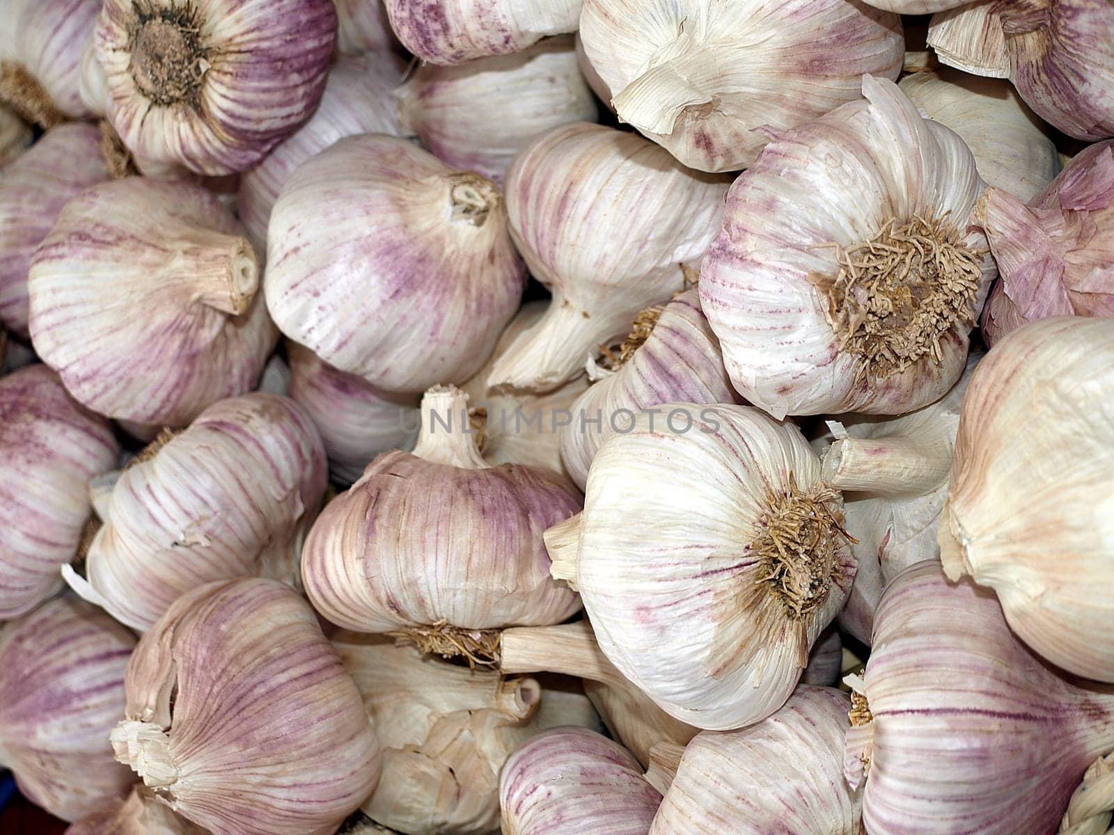 French red garlic