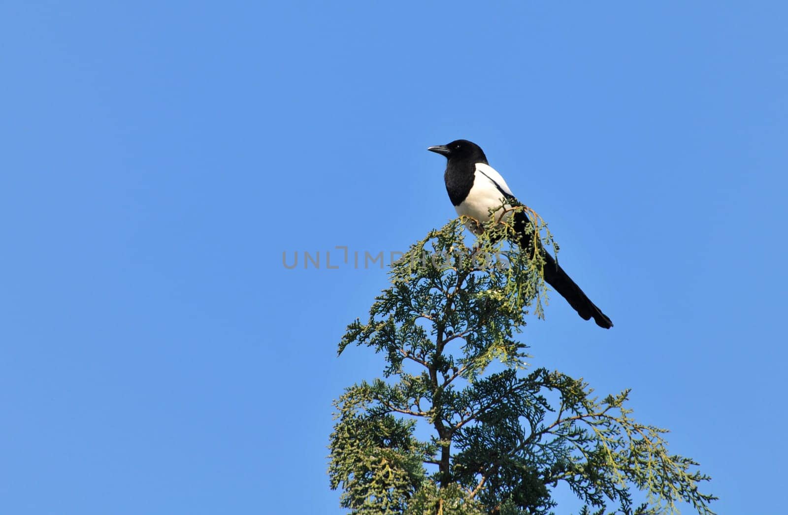 Today in our garden...