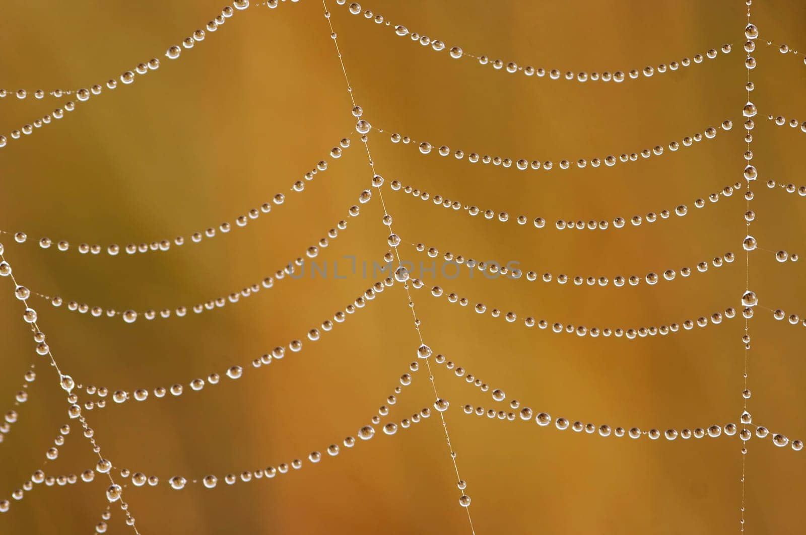 beads of dew on the cobweb
