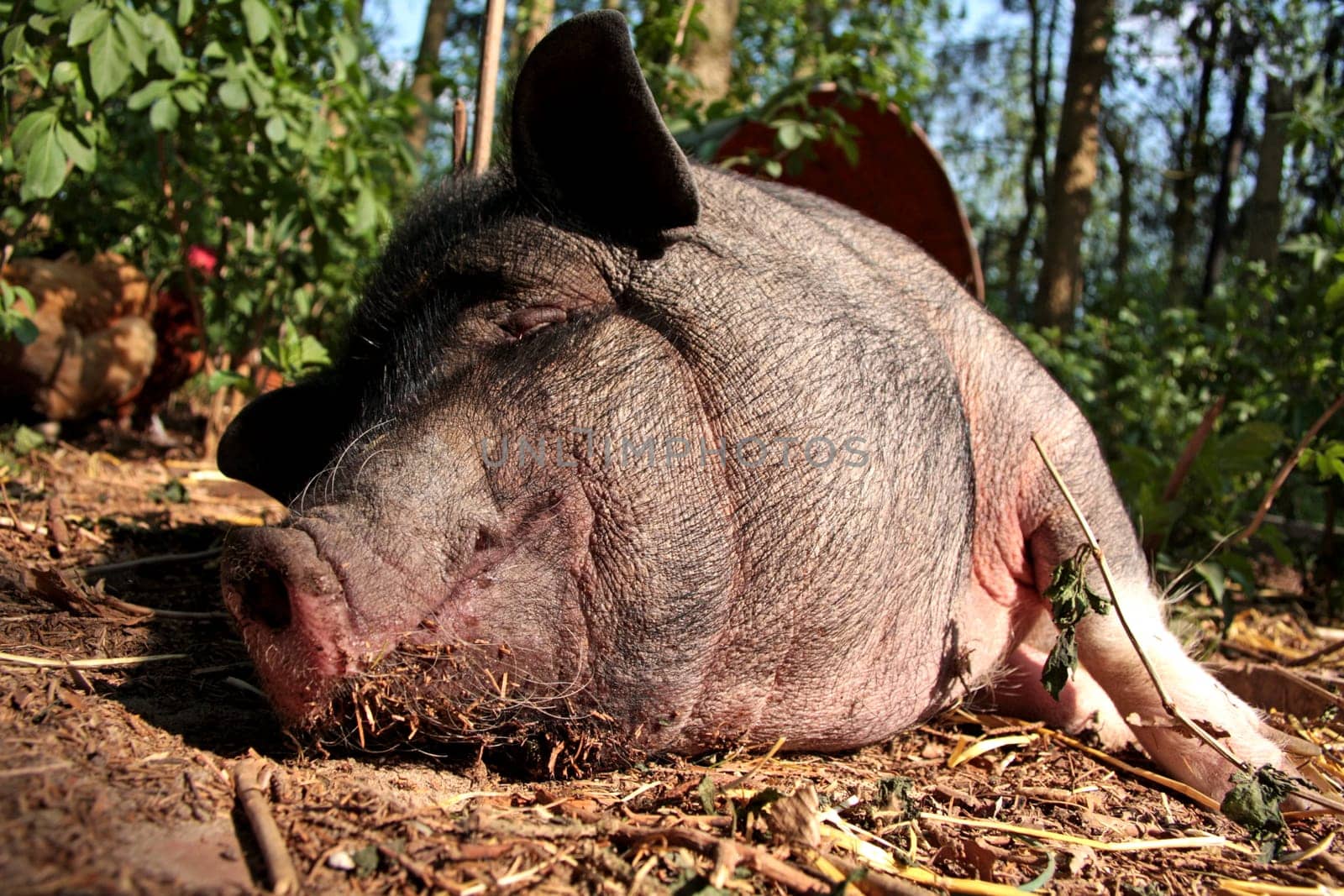sleeping pigs should not be ...