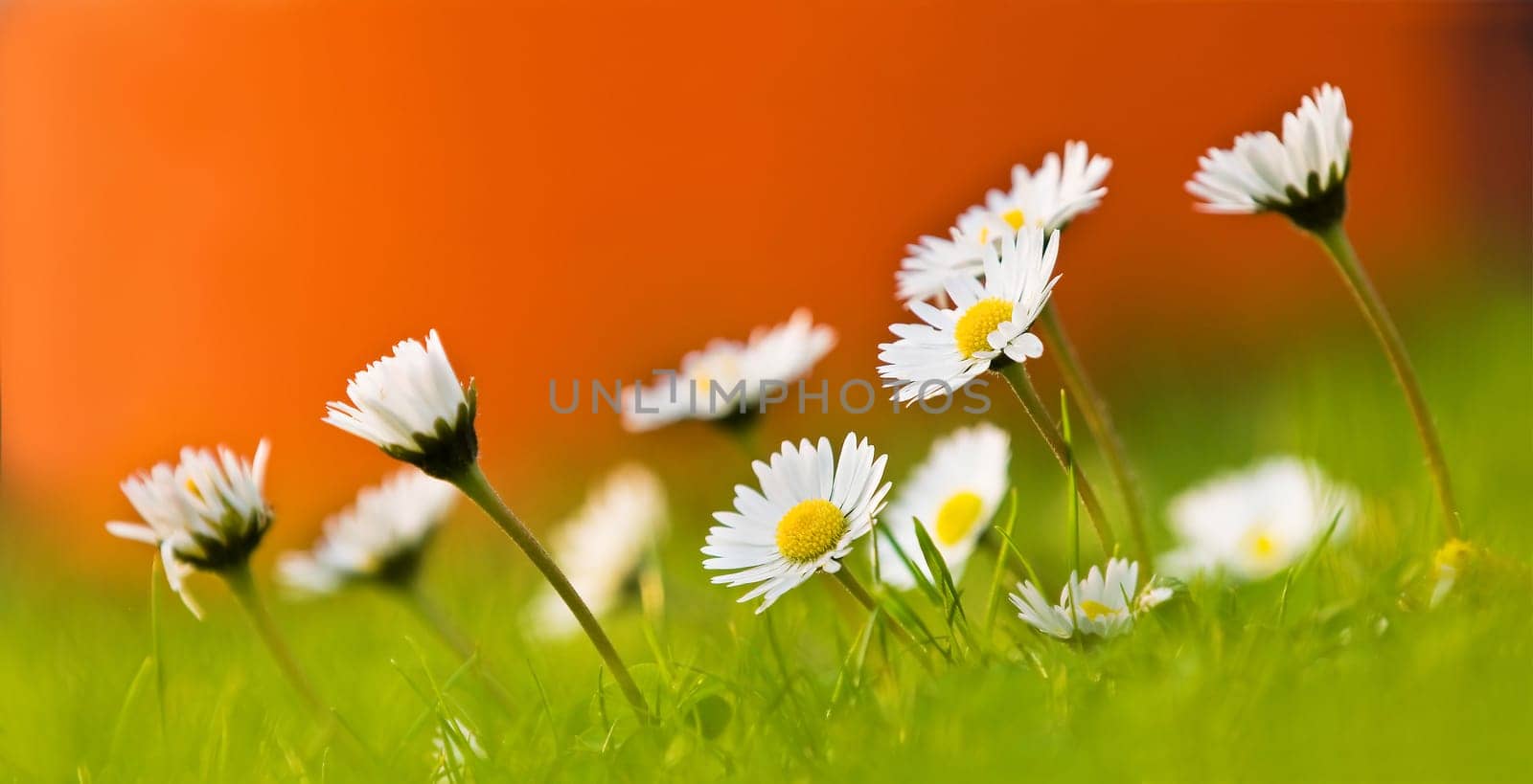 Daisy Panorama