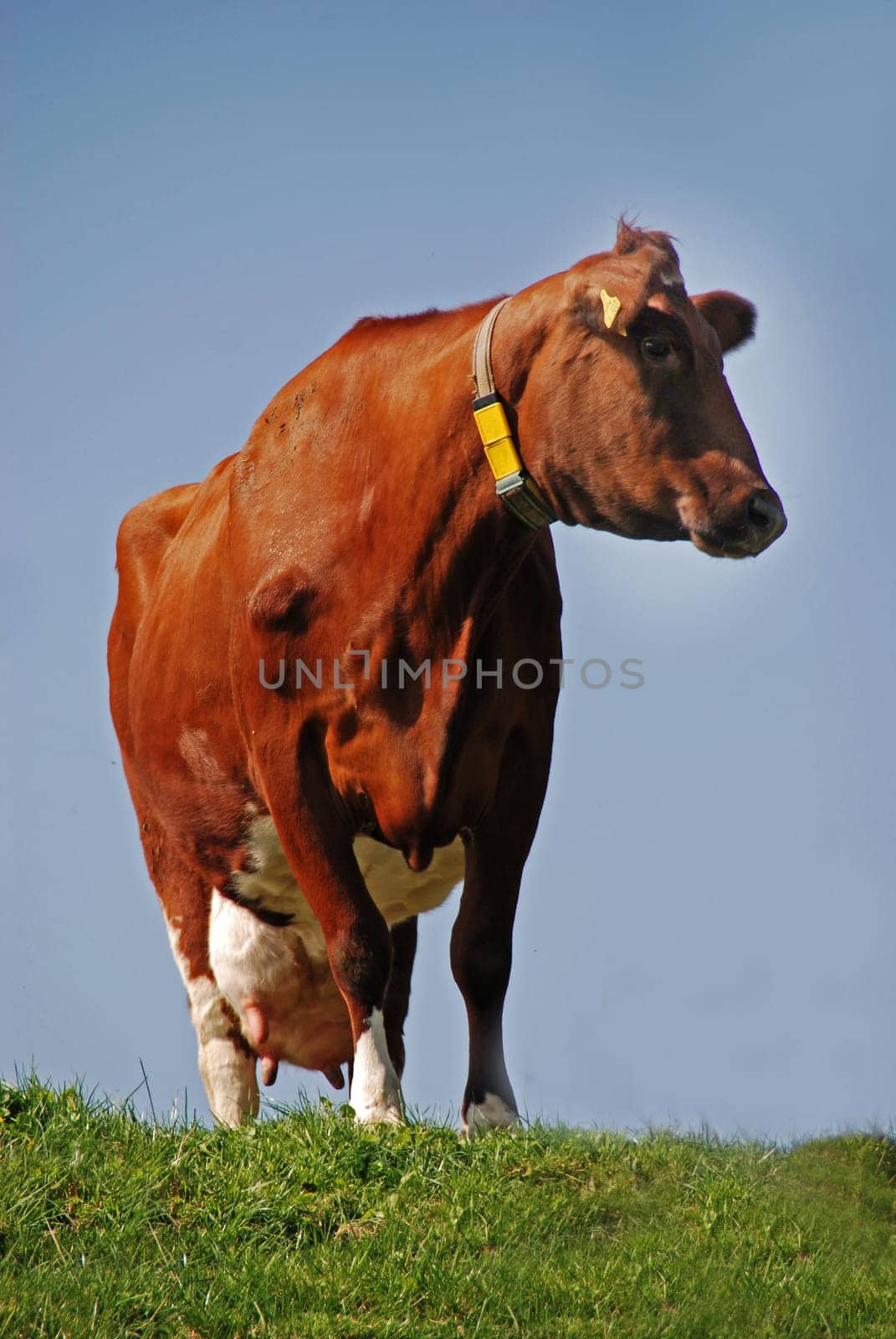 brown dairy cow