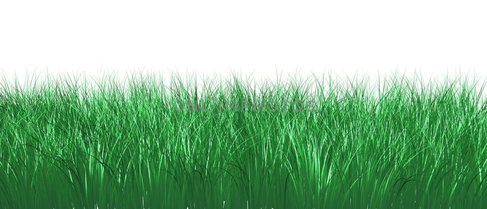 Grass Isolated
