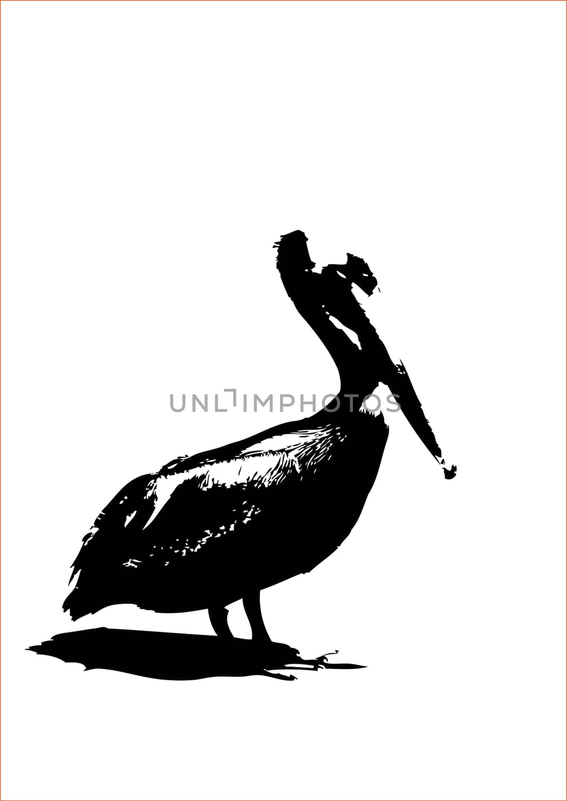 Pelican