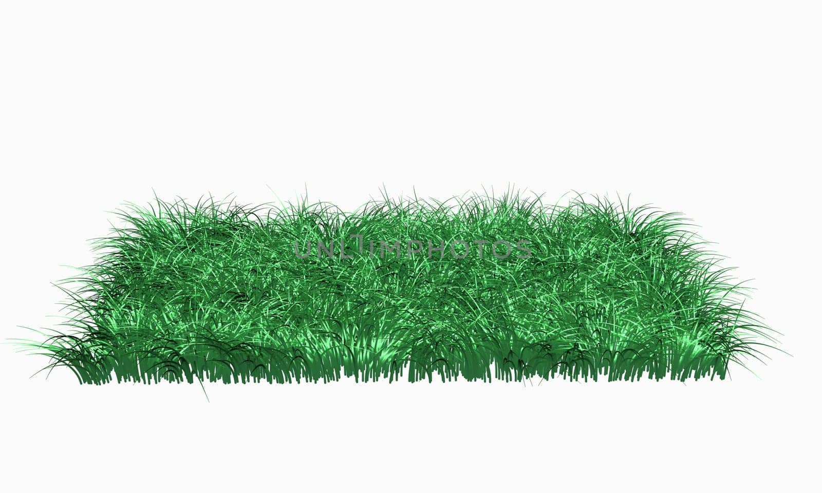 Grass Isolated