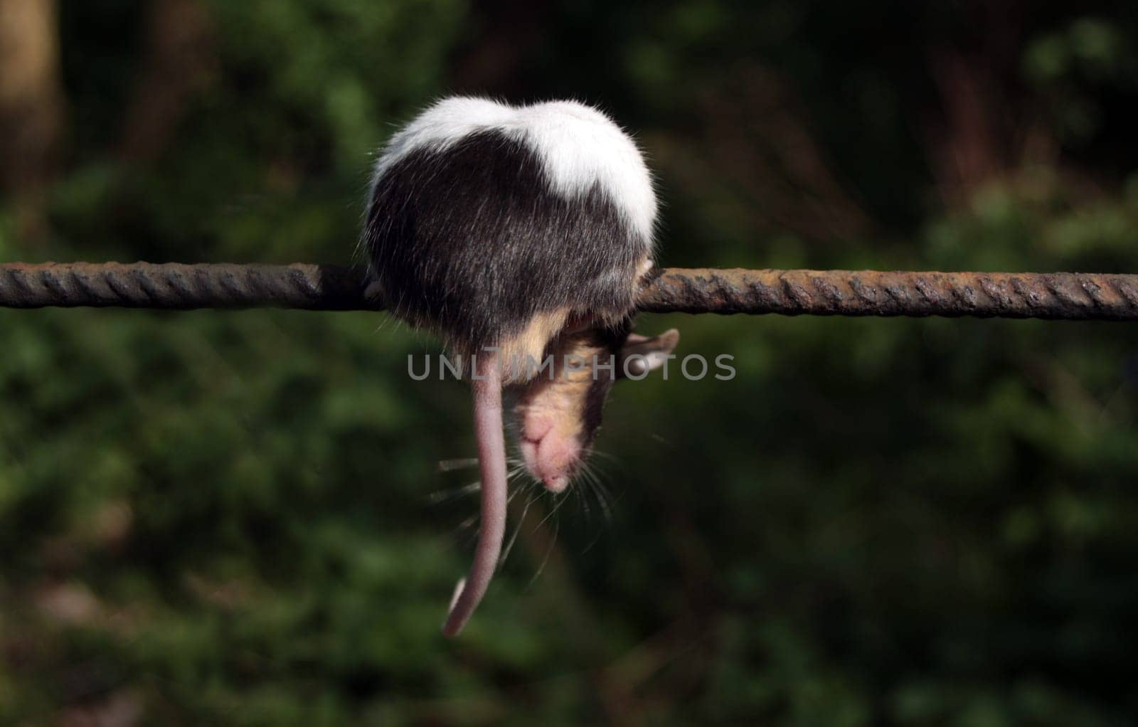 Mouse Kallabums