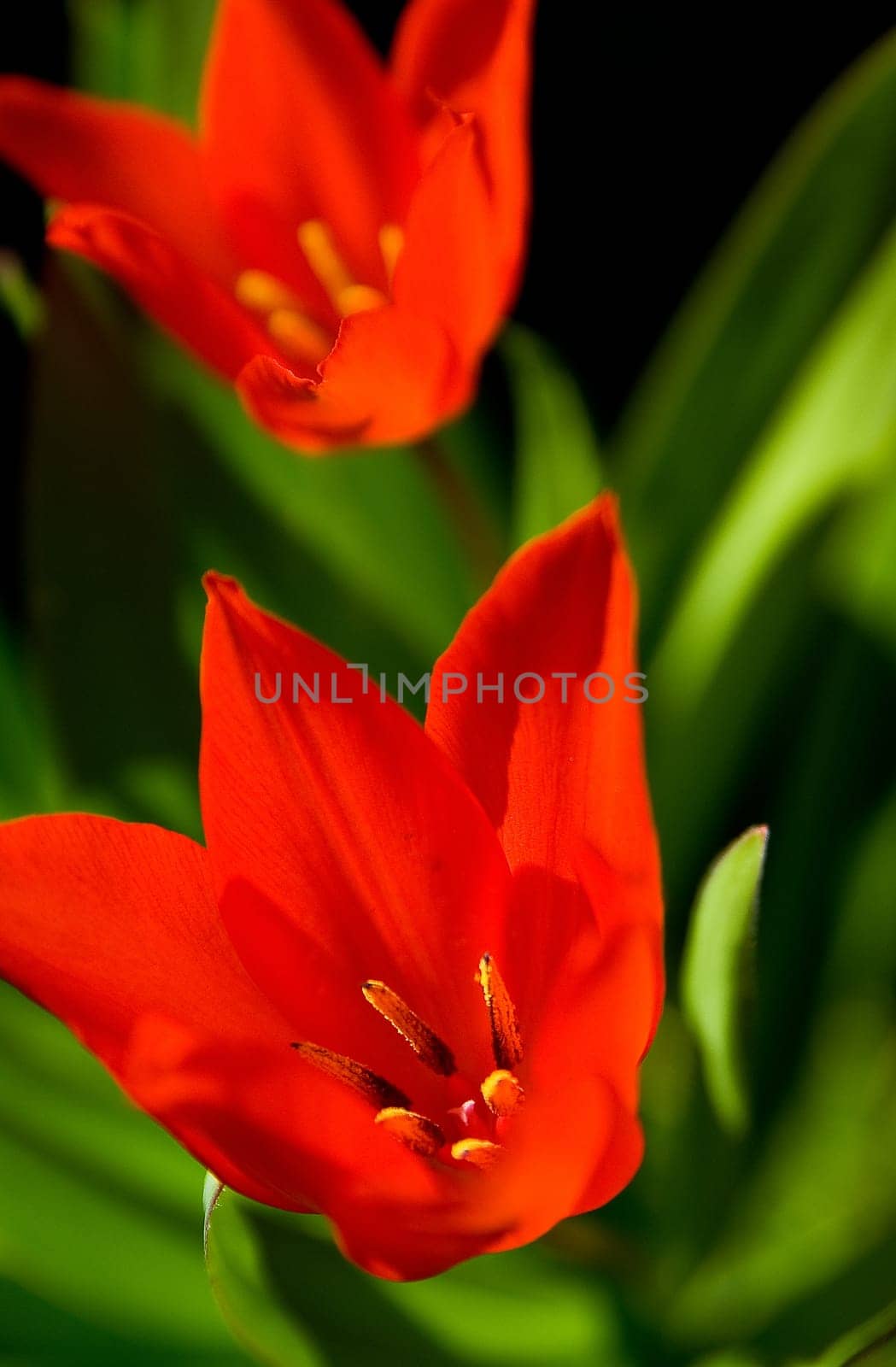 red tulips
